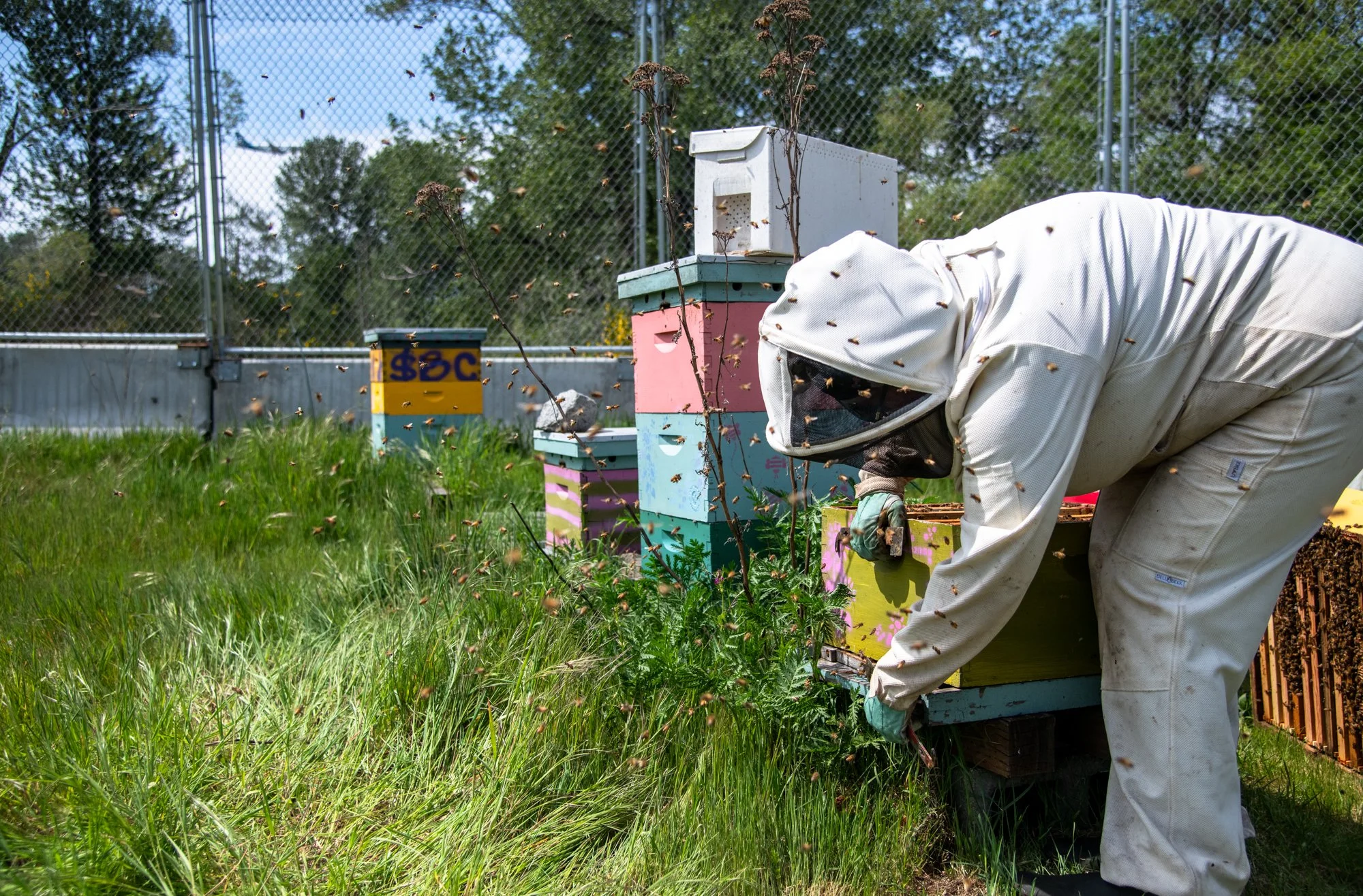 SEA-apiary-28.jpg
