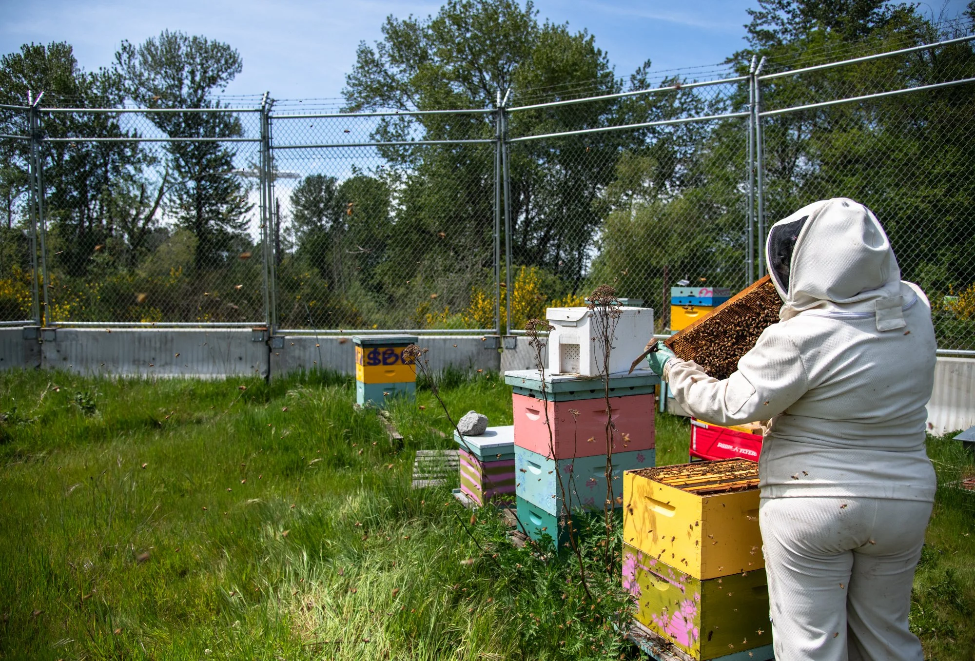 SEA-apiary-29.jpg