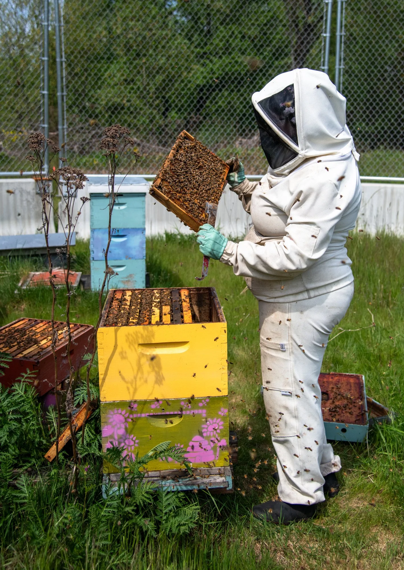 SEA-apiary-30.jpg