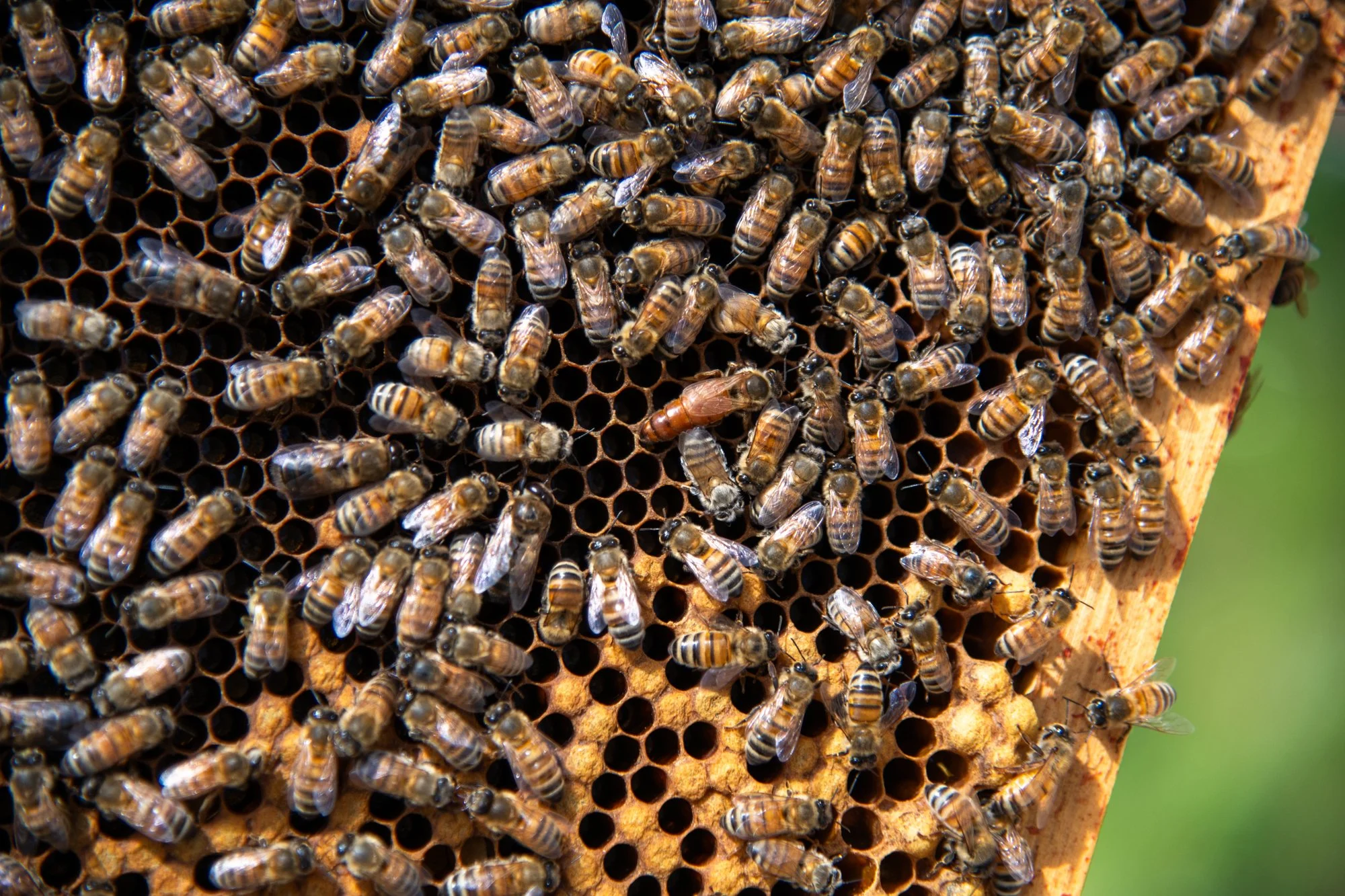 SEA-apiary-31.jpg