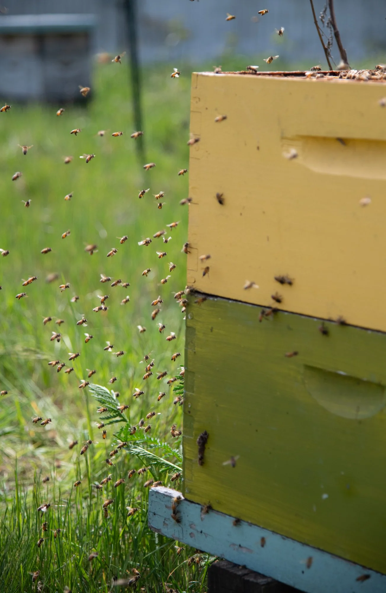 SEA-apiary-33.jpg