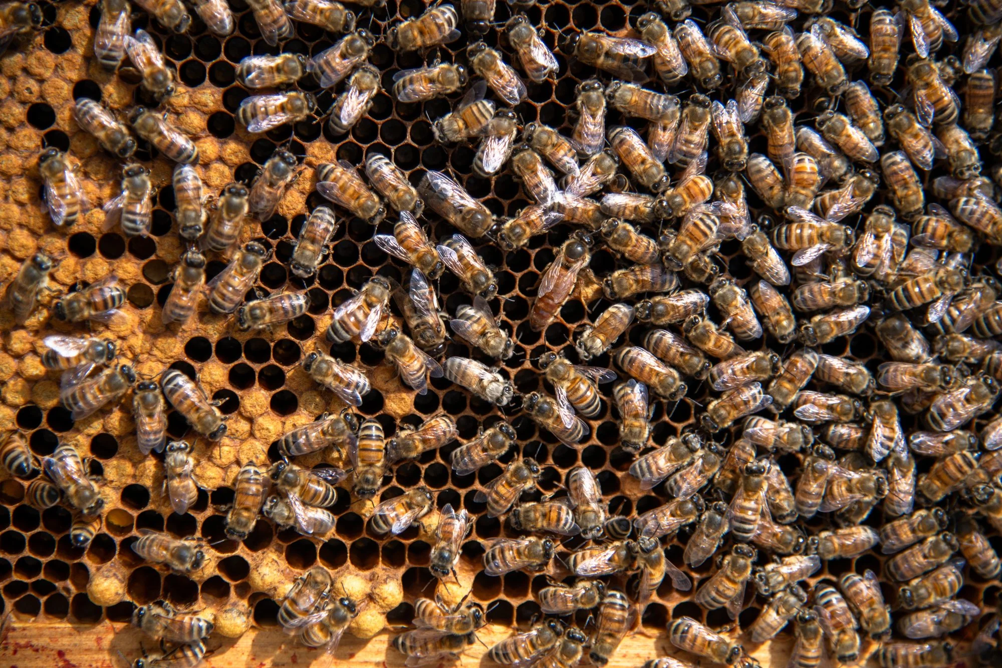 SEA-apiary-32.jpg