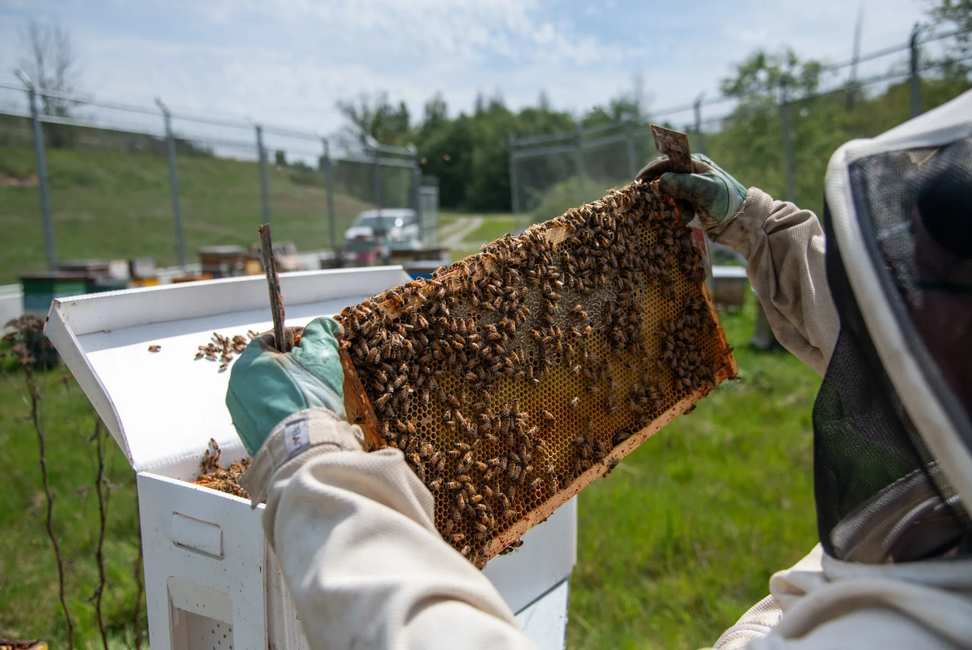 SEA-apiary-34.jpg