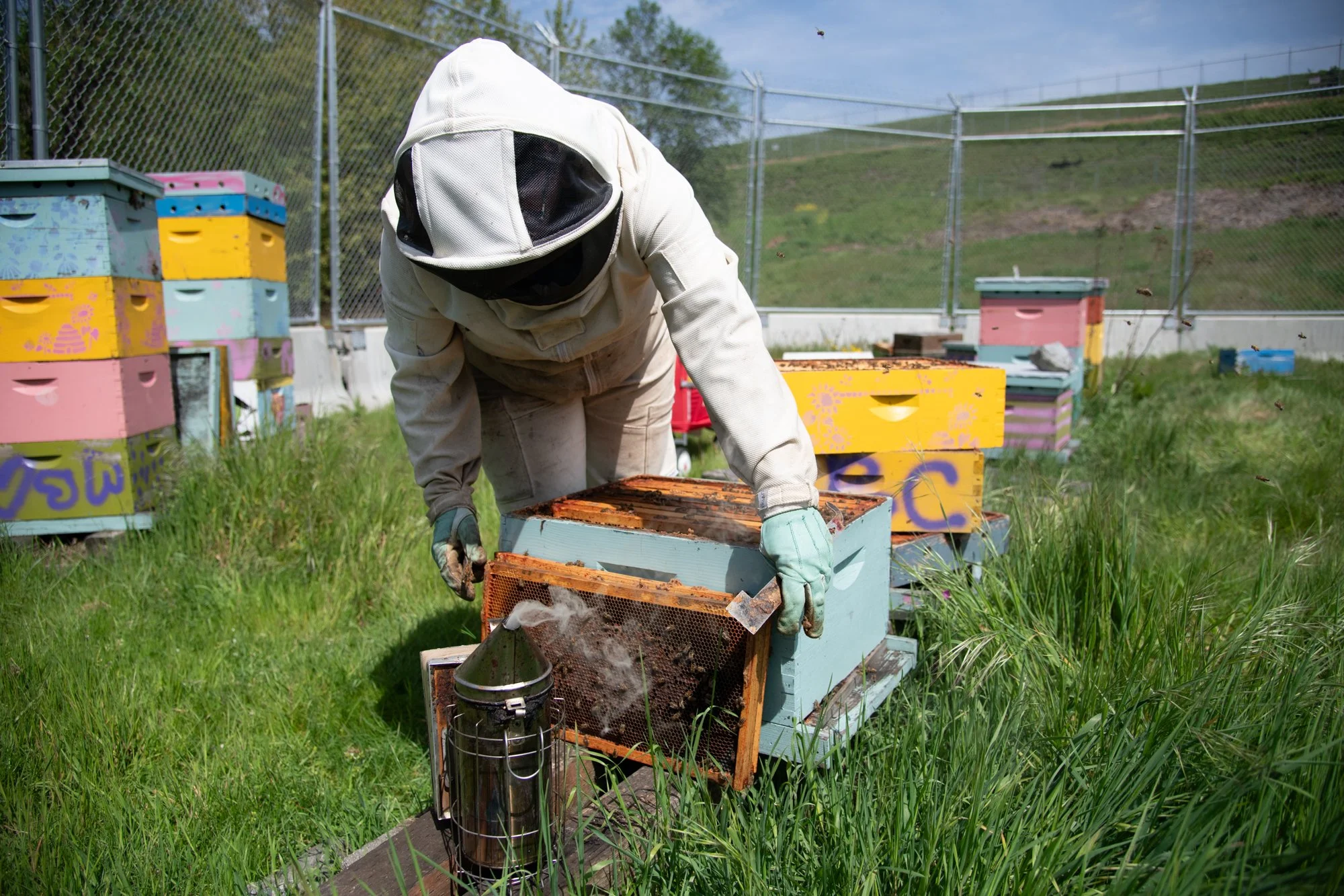 SEA-apiary-37.jpg