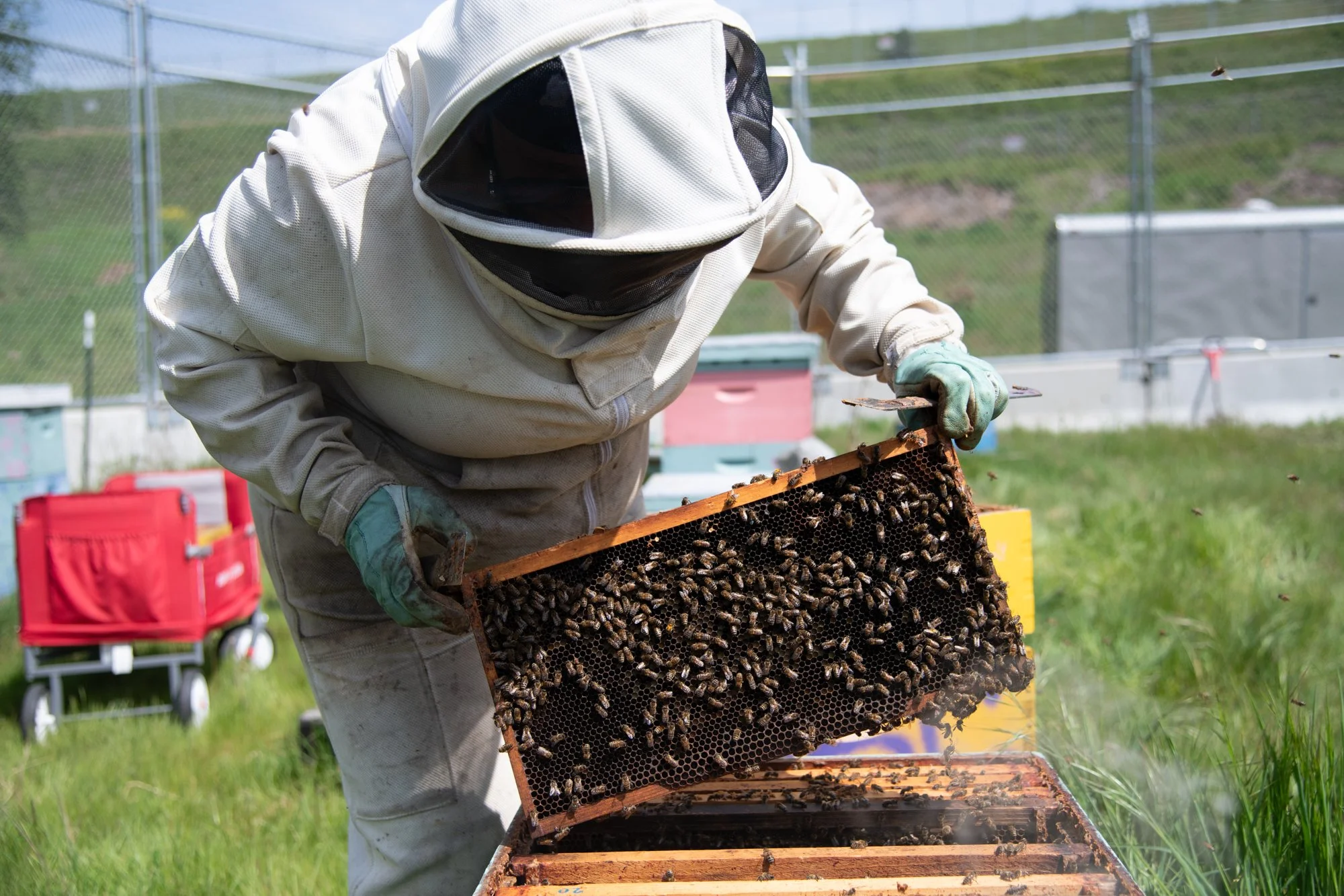 SEA-apiary-38.jpg
