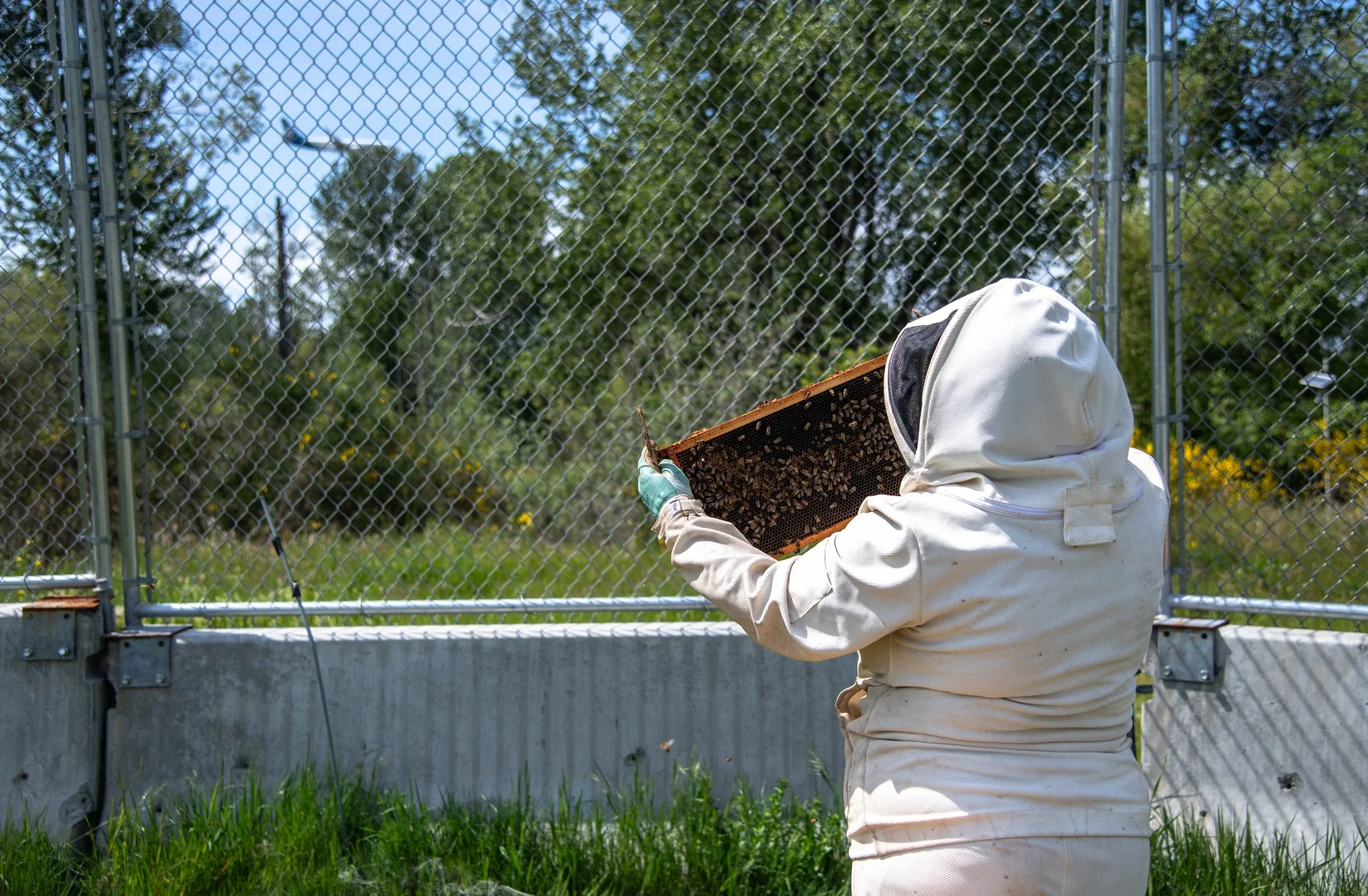 SEA-apiary-40.jpg