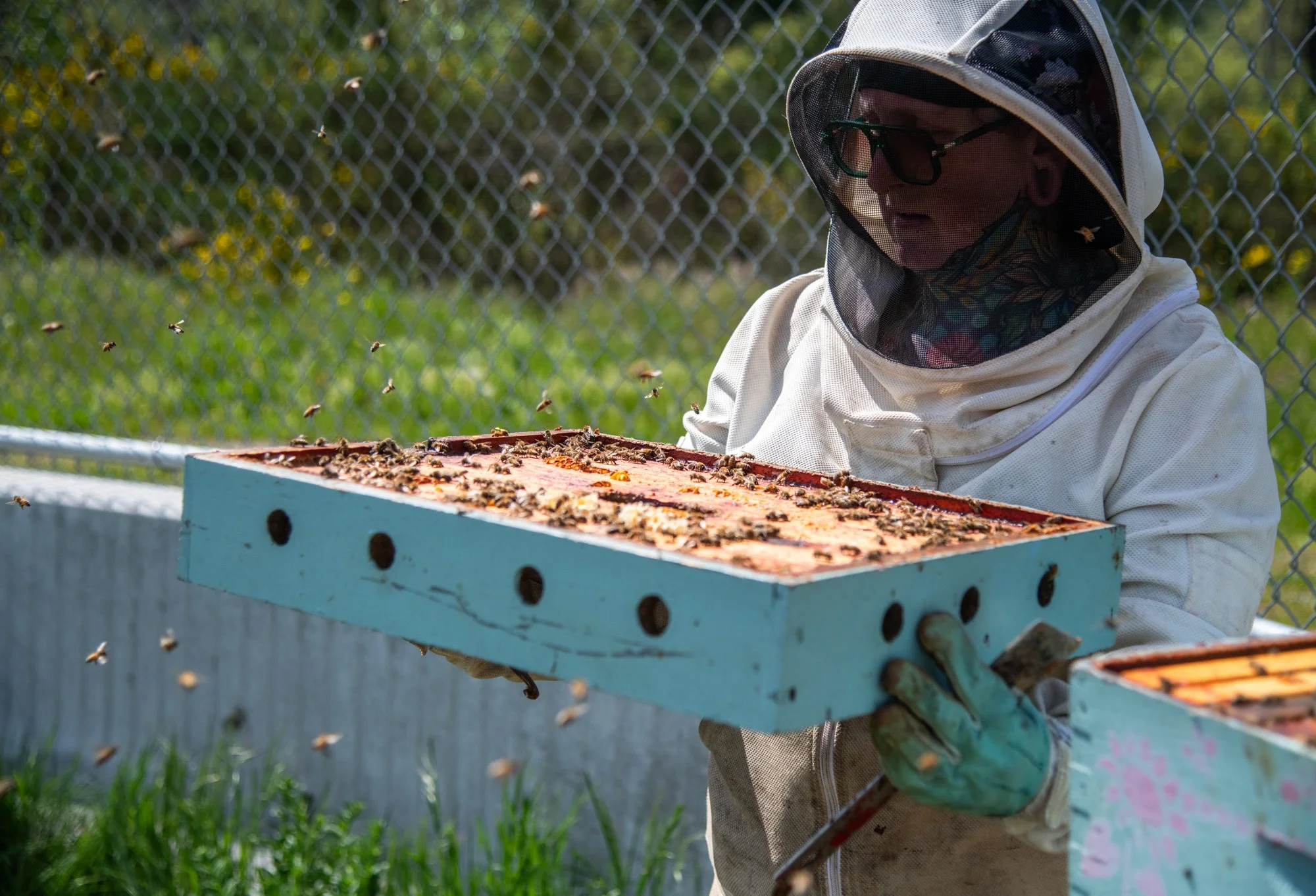 SEA-apiary-42.jpg