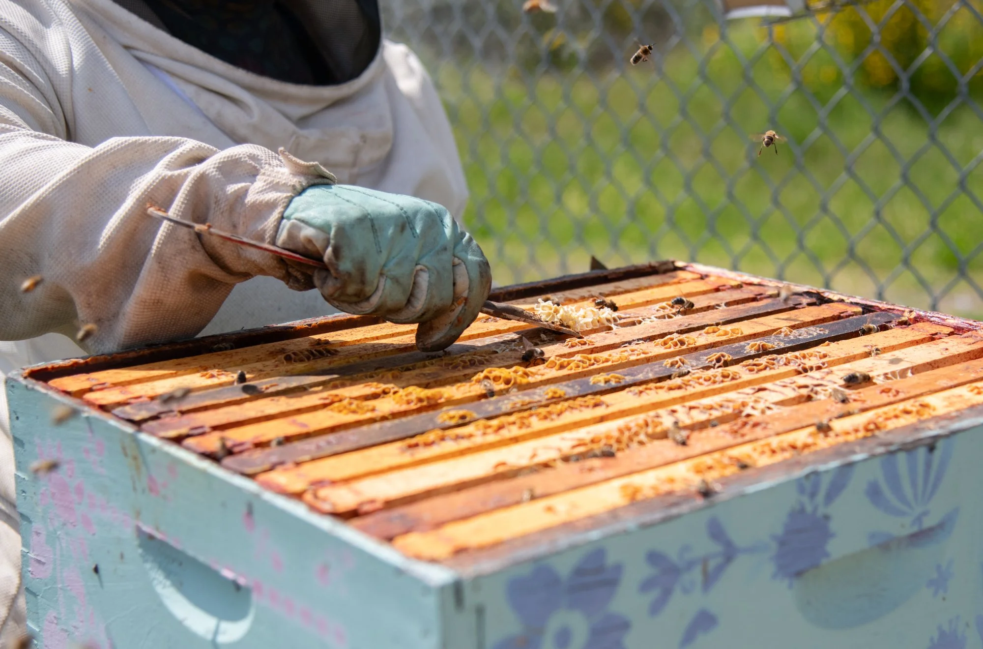 SEA-apiary-44.jpg