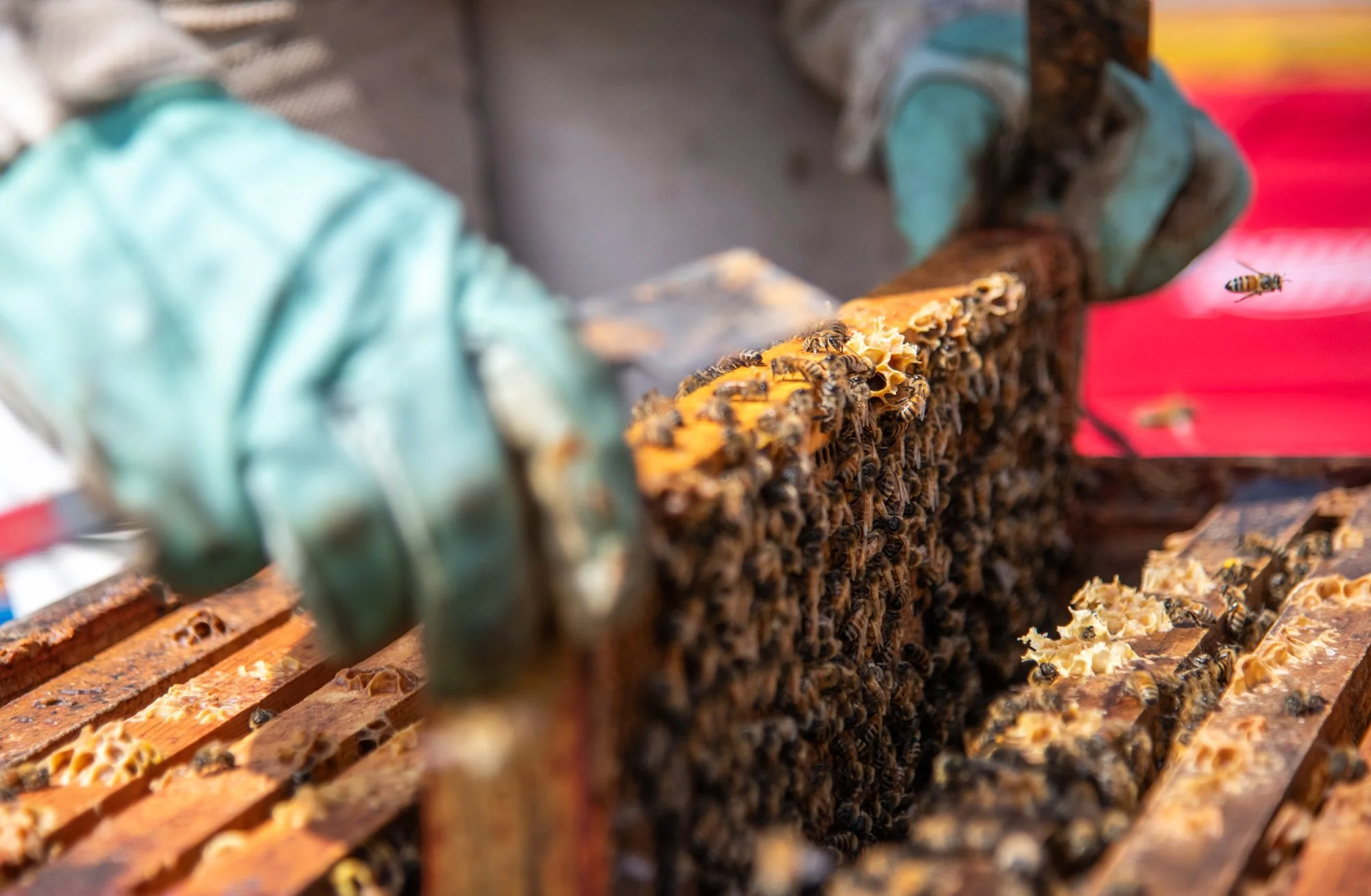 SEA-apiary-48.jpg