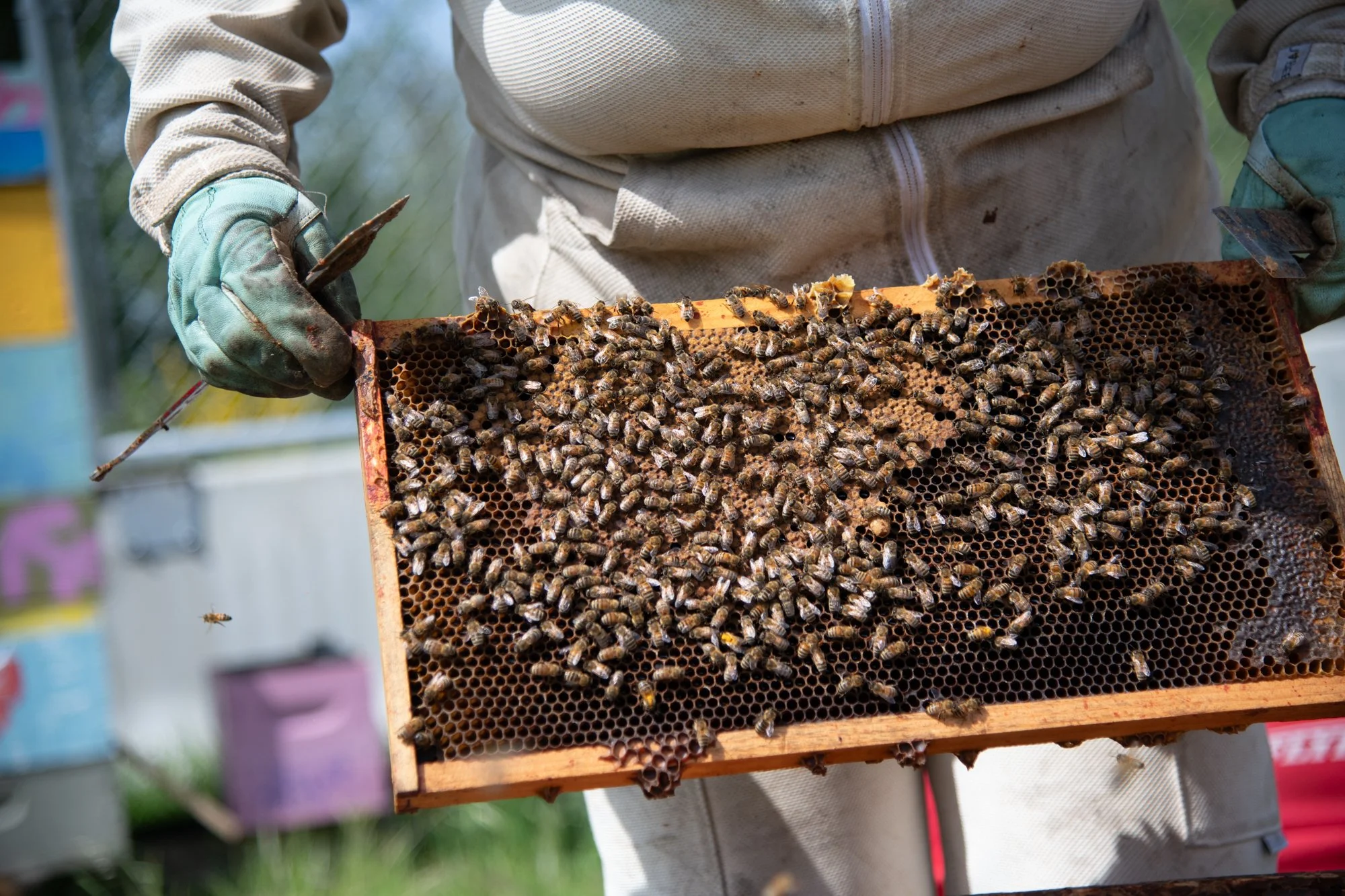 SEA-apiary-49.jpg