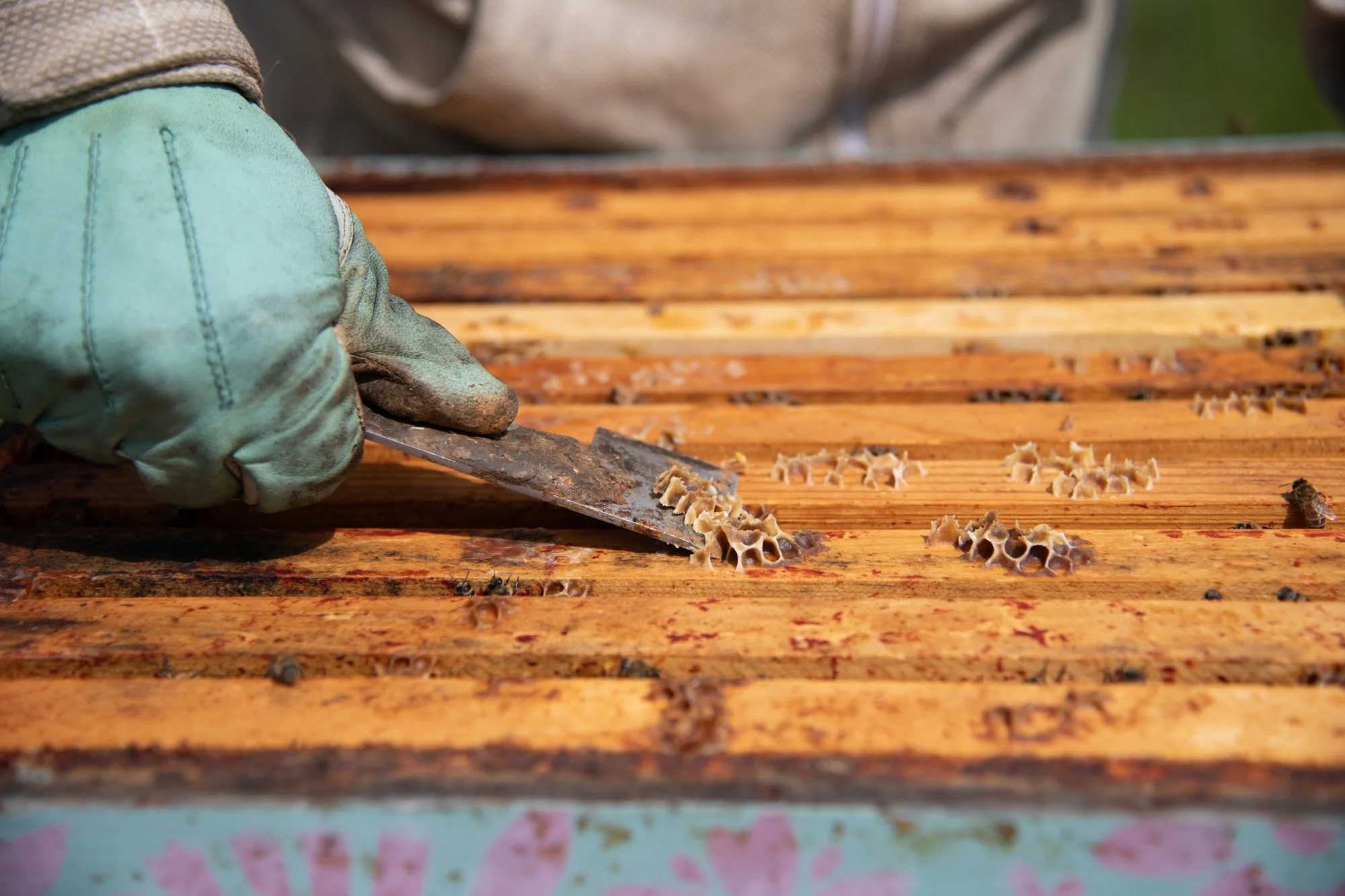 SEA-apiary-50.jpg