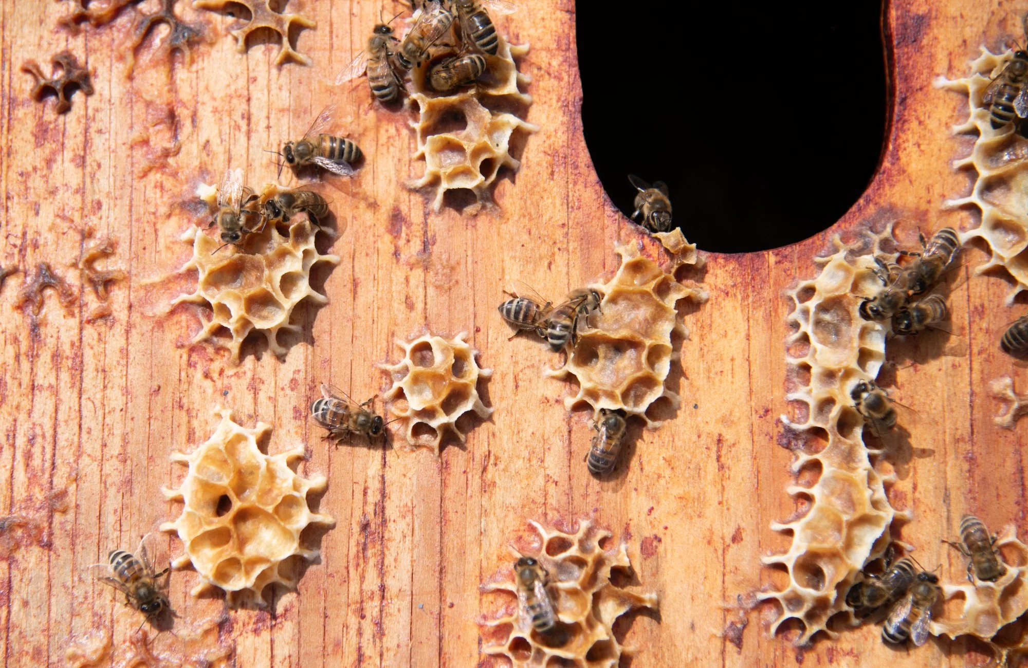 SEA-apiary-51.jpg