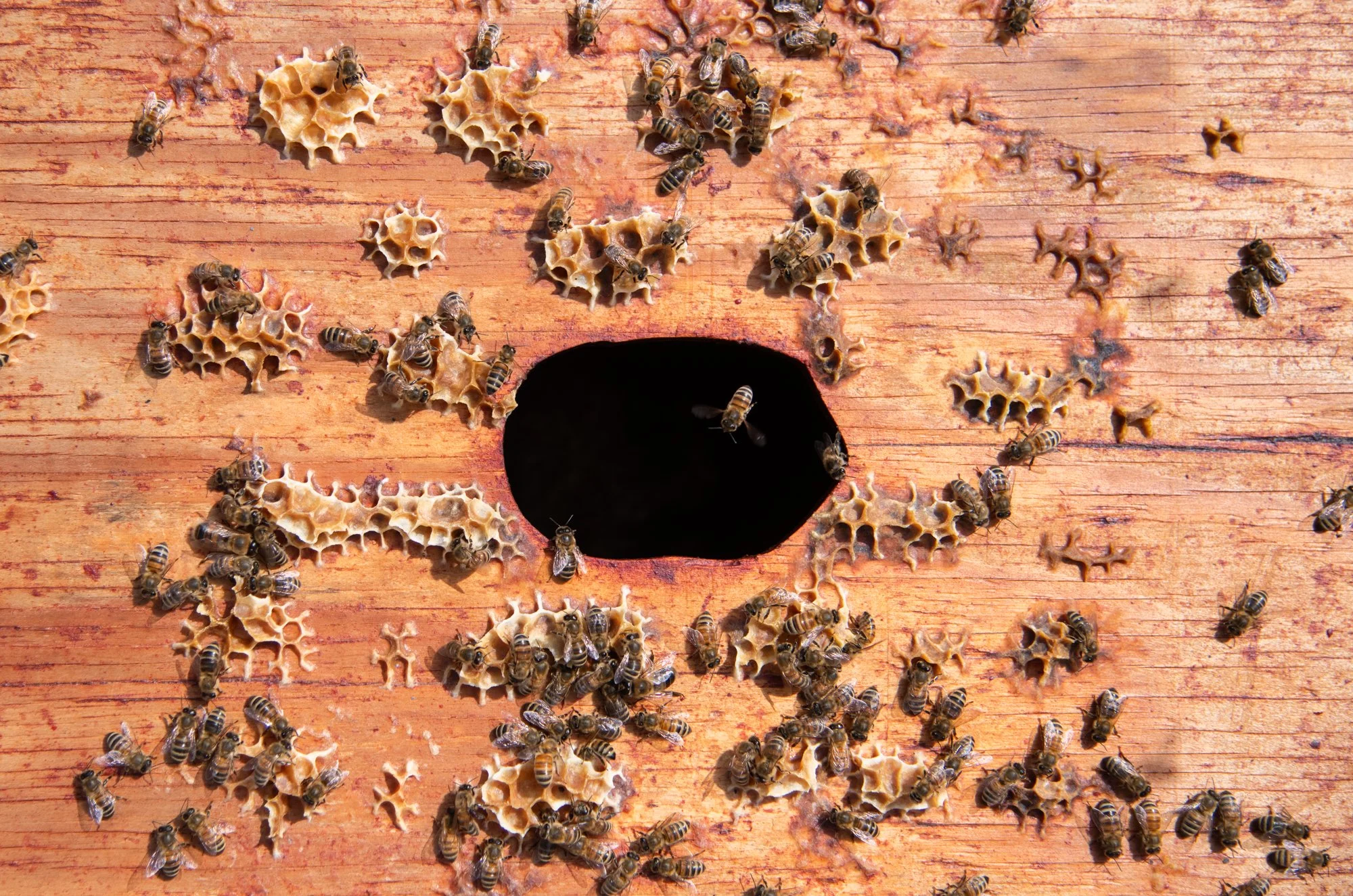 SEA-apiary-52.jpg