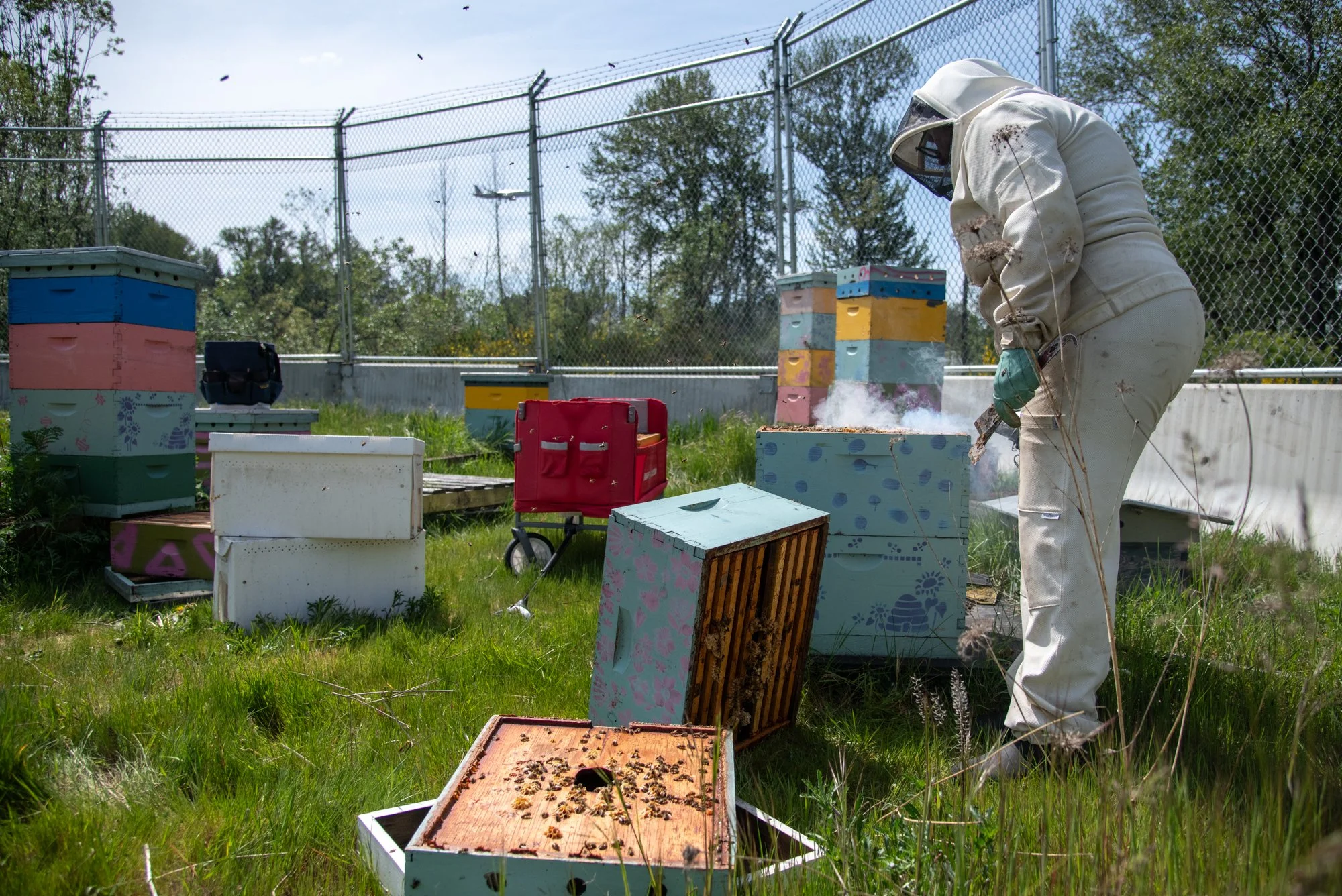 SEA-apiary-53.jpg