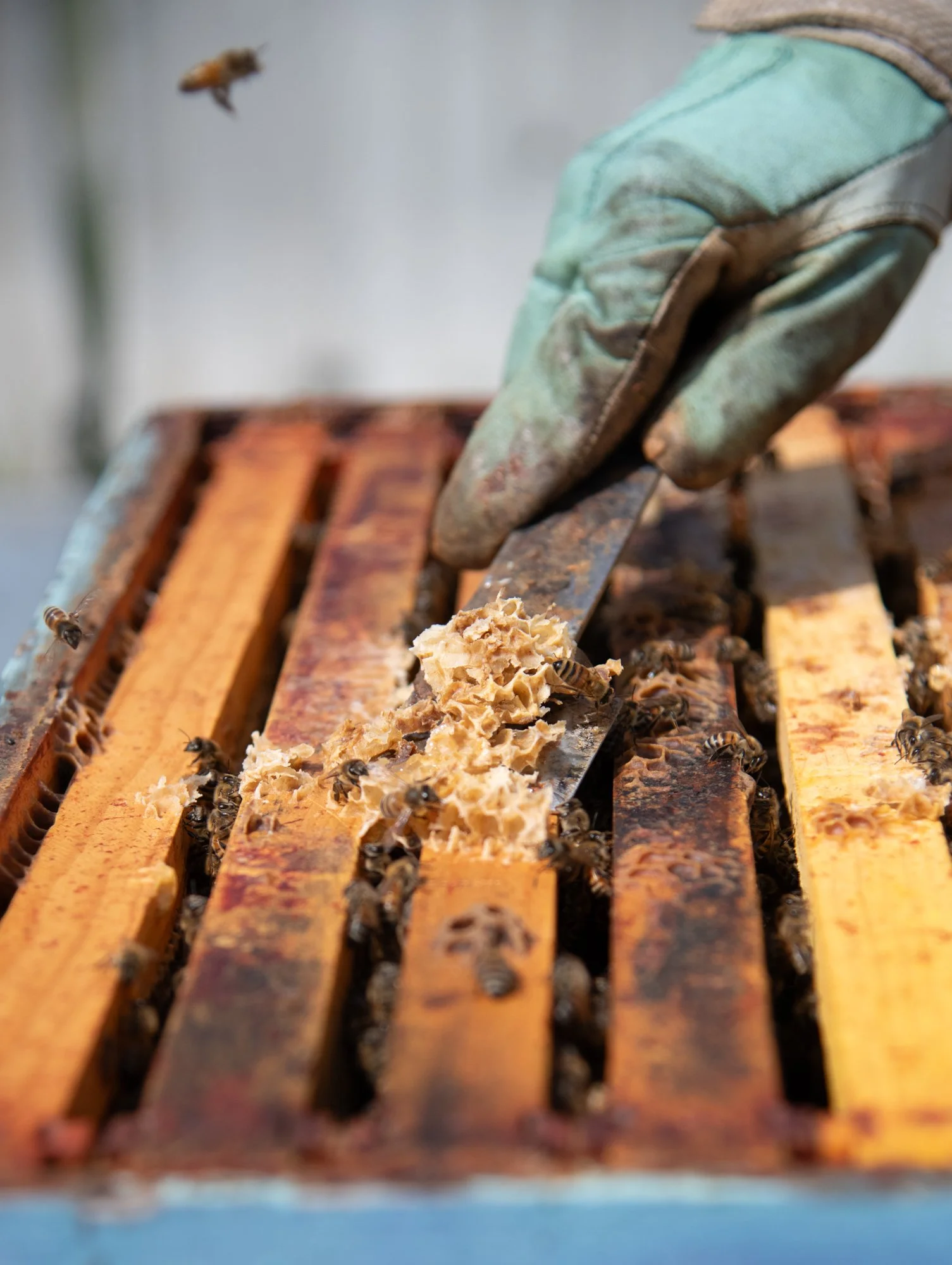 SEA-apiary-54.jpg