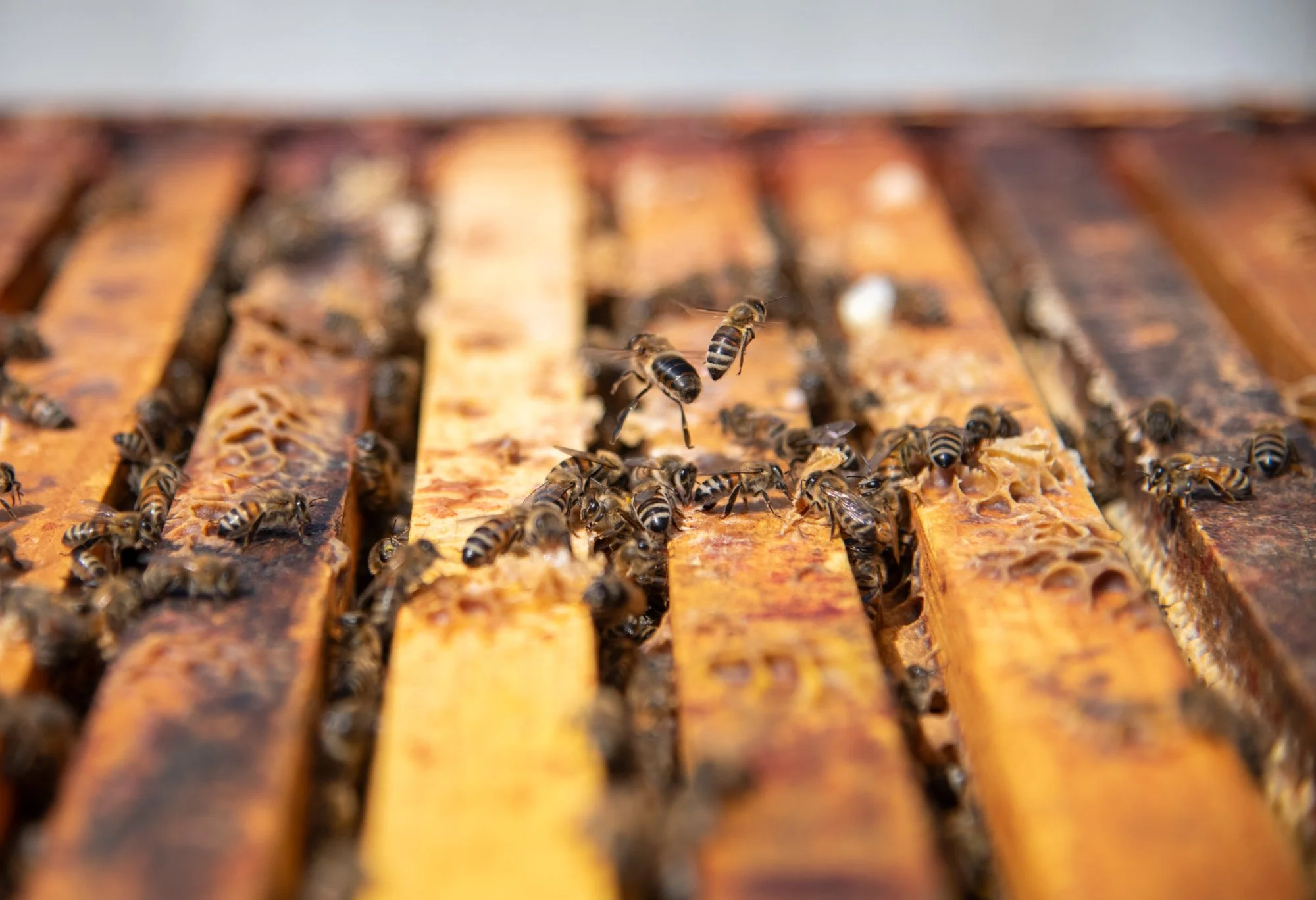 SEA-apiary-55.jpg