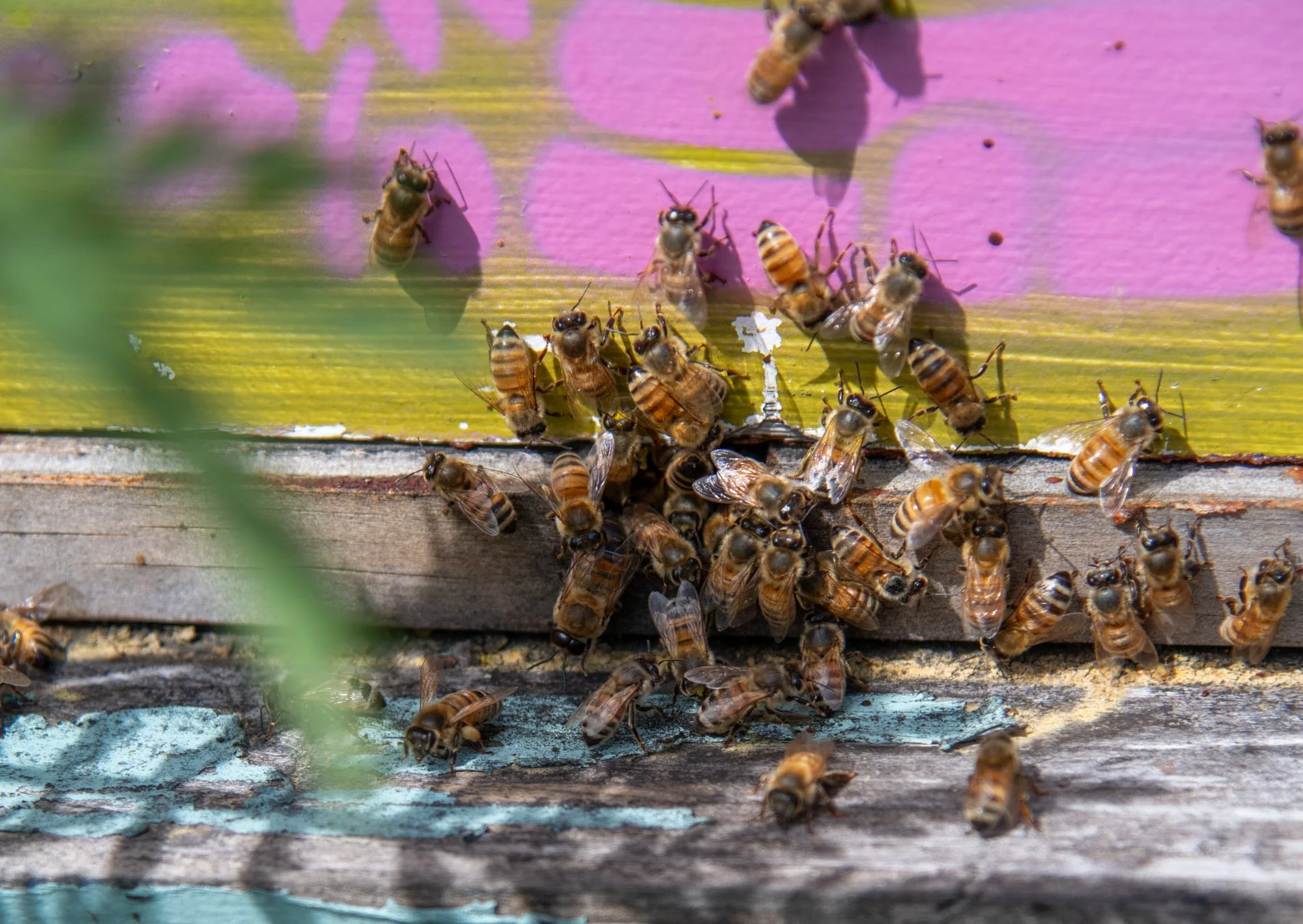 SEA-apiary-57.jpg