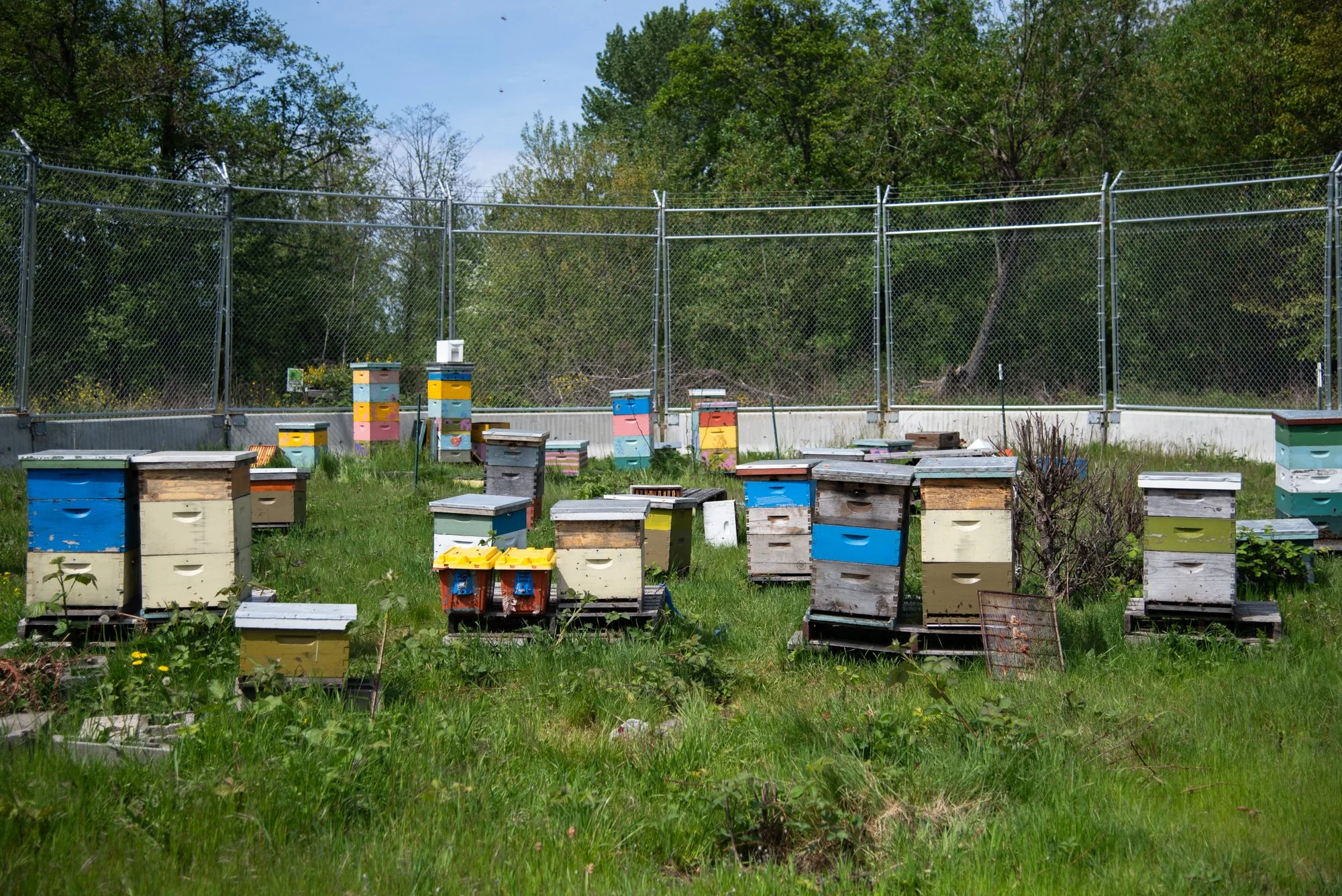 SEA-apiary-59.jpg