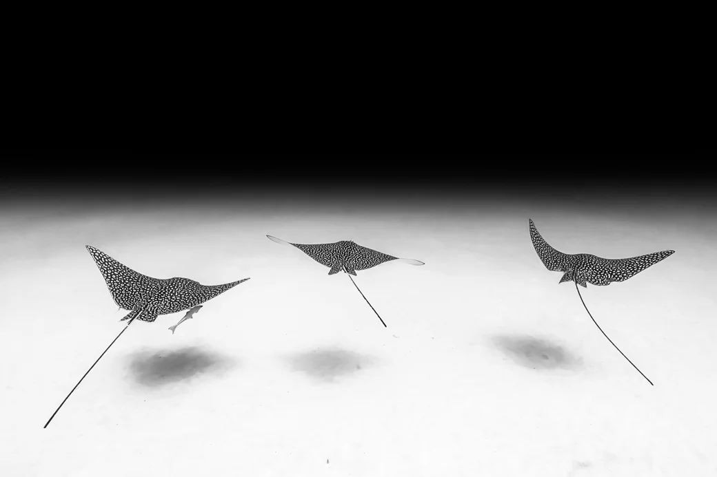 Christian Vizl (Mexican, b. 1972), Puerto Morelos , 2016, digital photographic print.