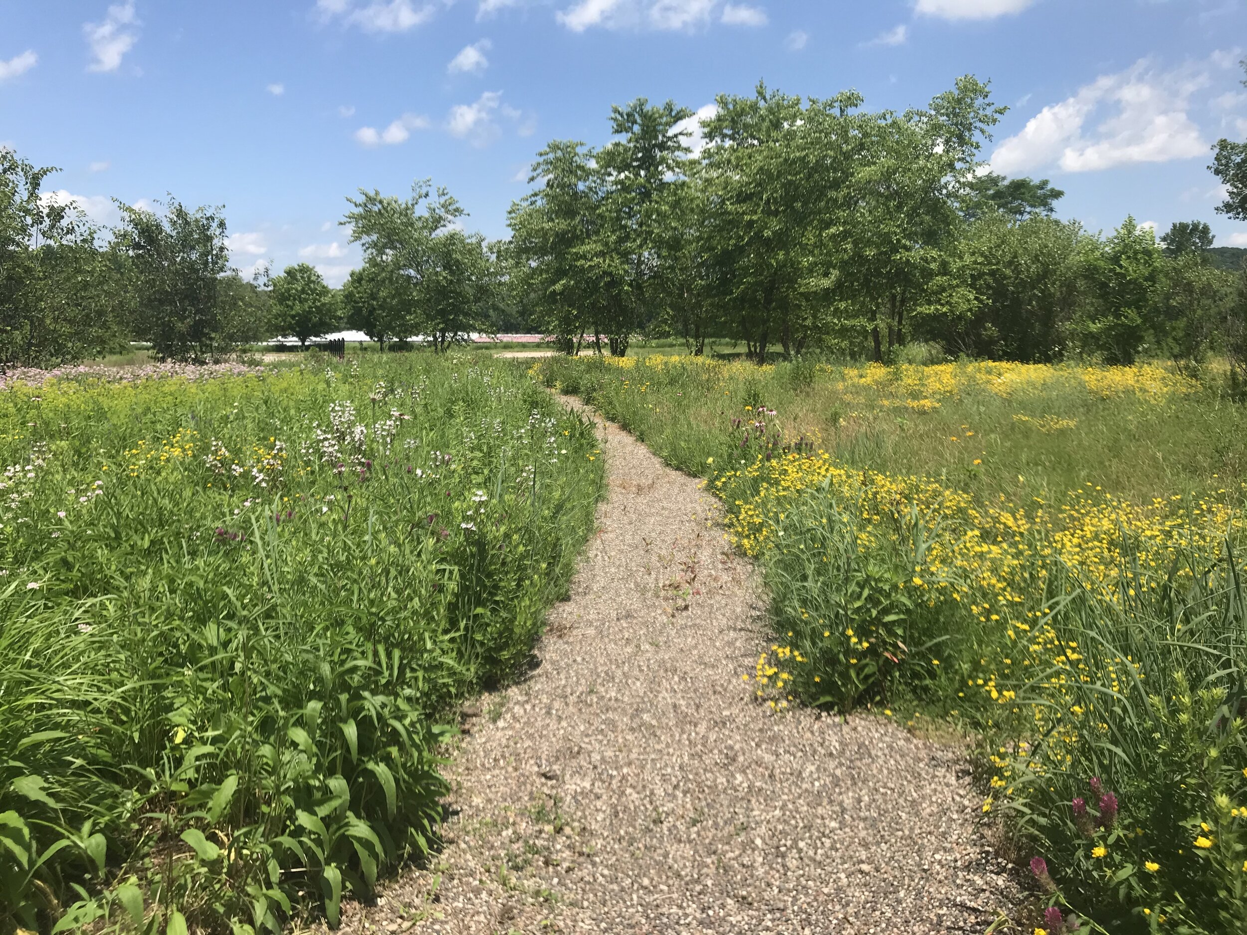 A Walk in the Garden