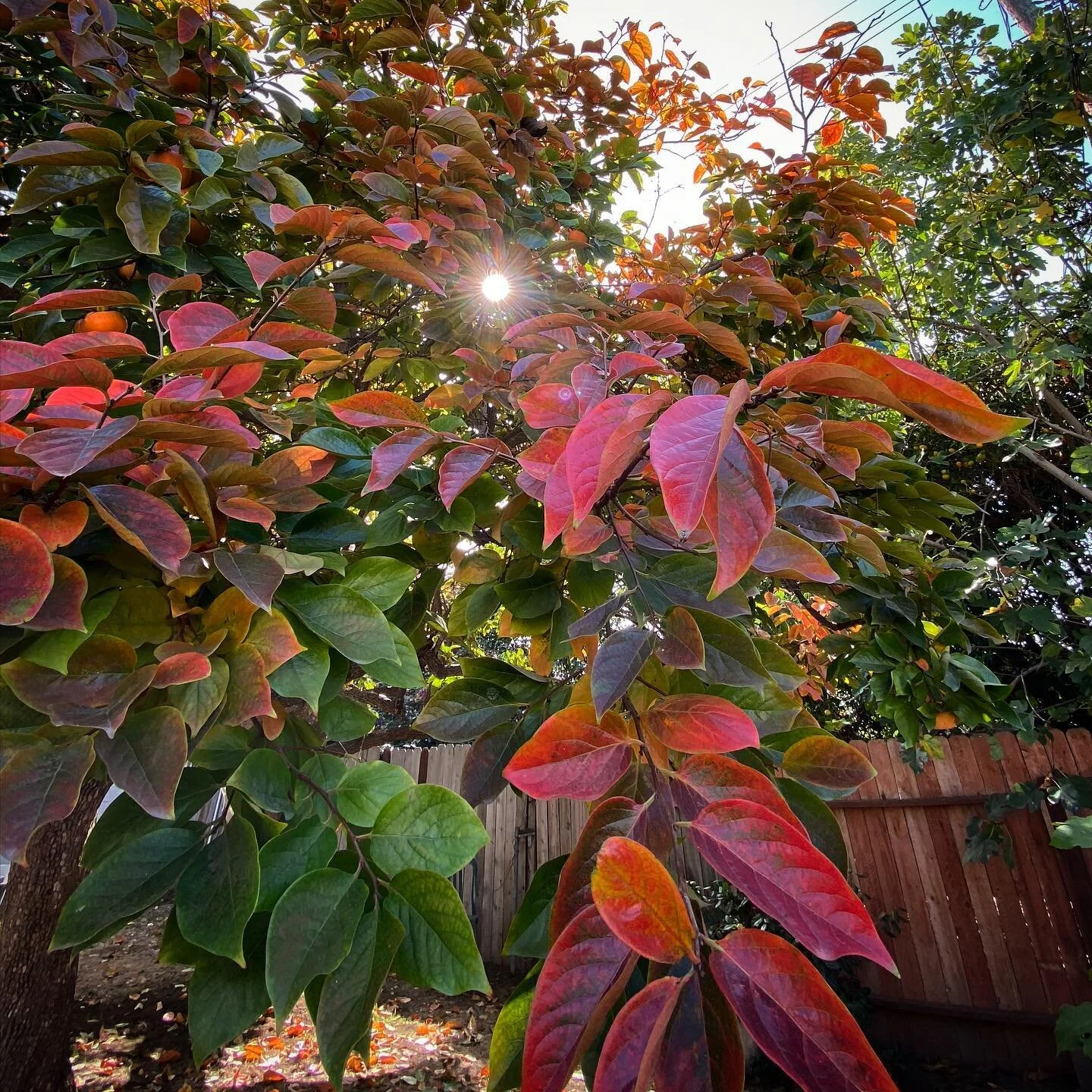 Backyard Vibes. 🍃🍎🍂
Anyone want some persimmons? We have 2 trees full of them, ripe and ready to pick.