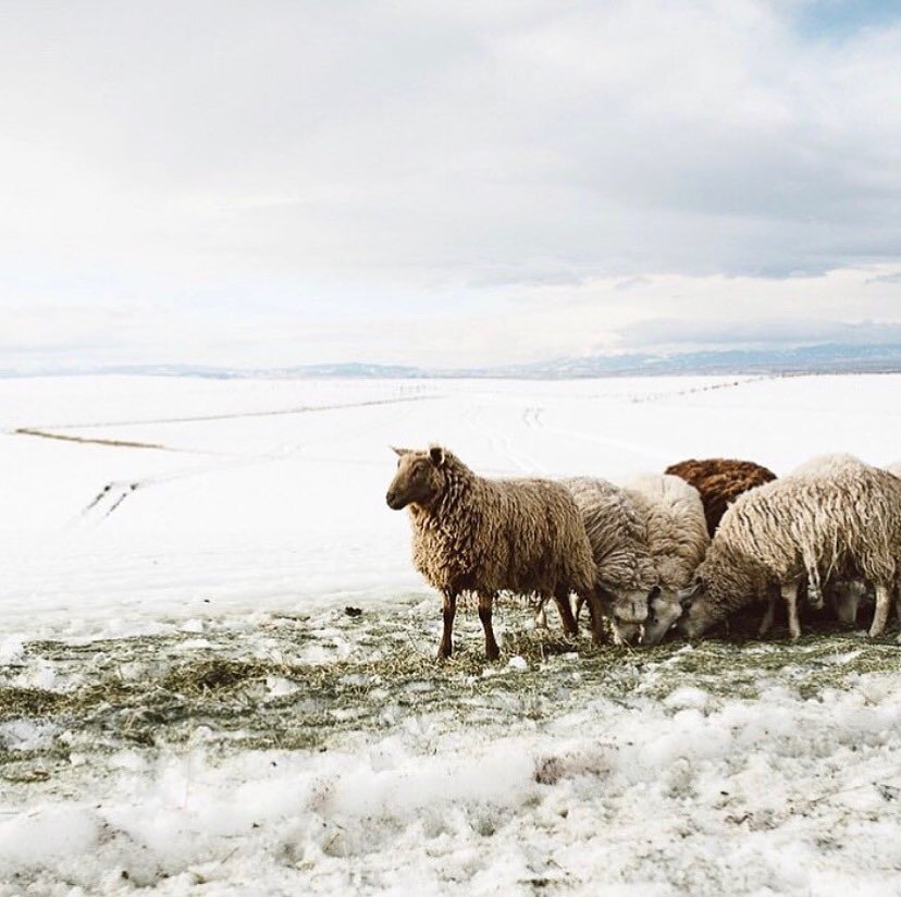 I imagine the sheep in Montana are happy for their grown out winter fleeces today.
.
Photography by @laurenlphoto