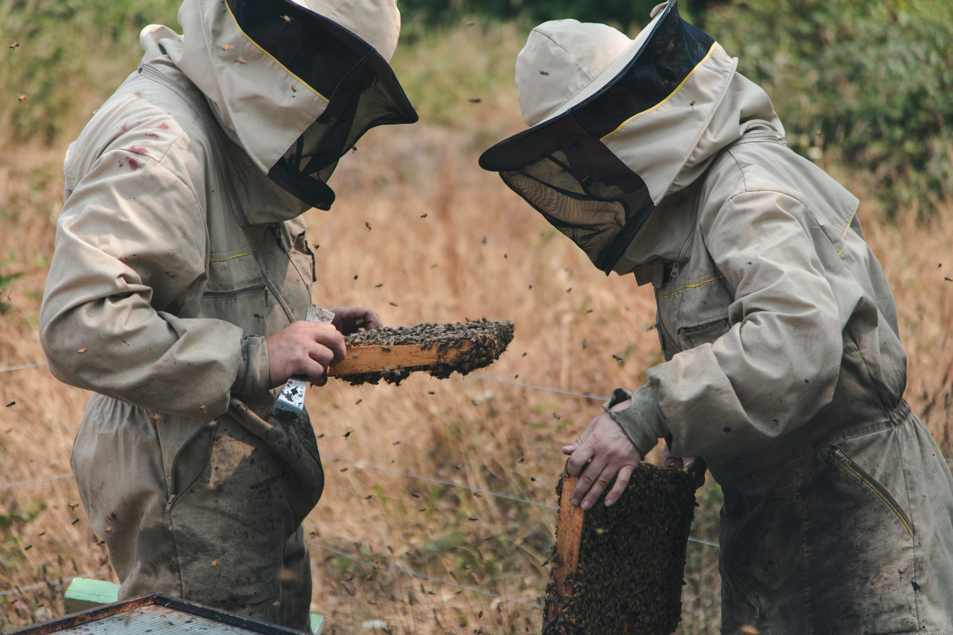 beekeepers-checking-bees.jpg