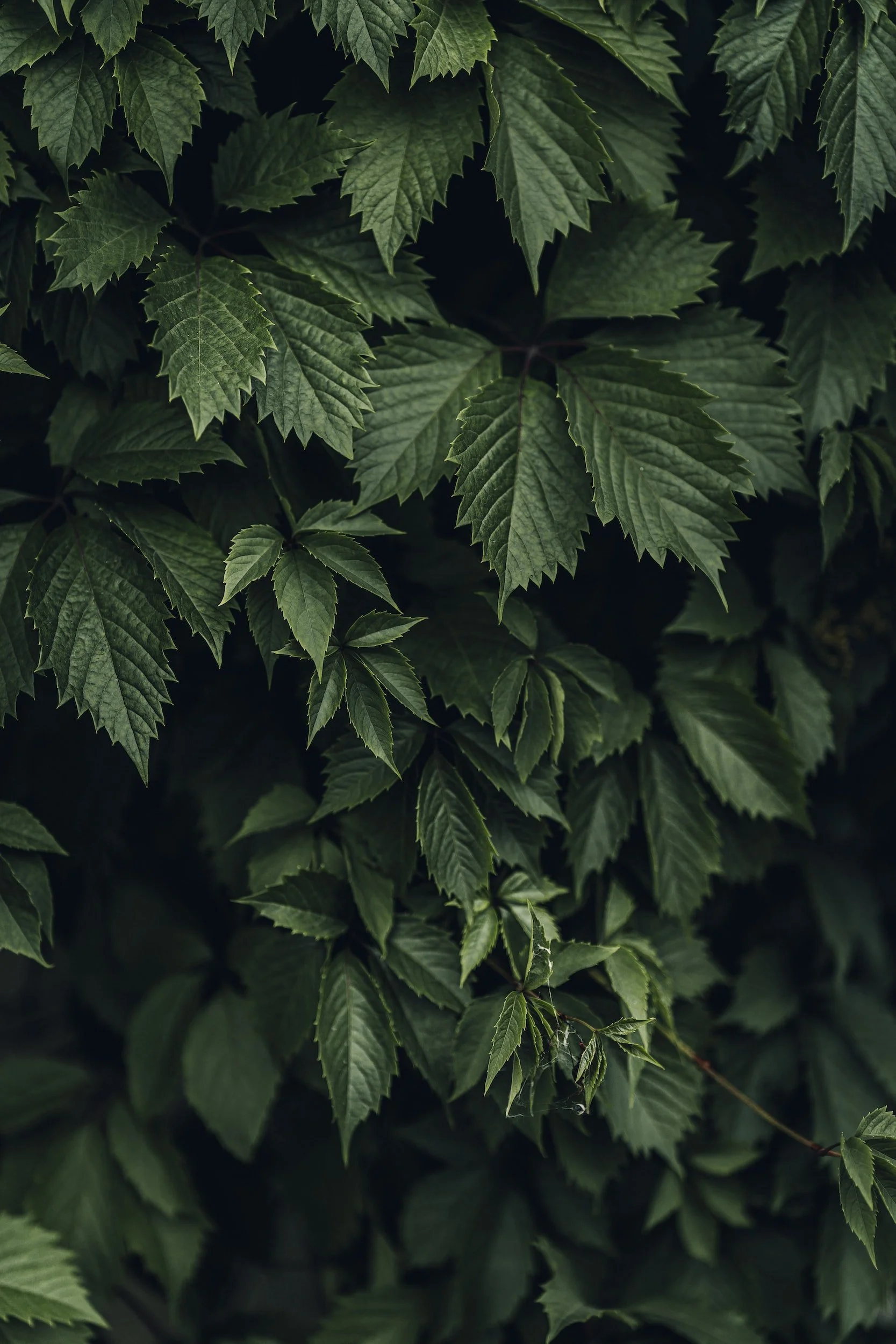 unsplash-image-3oencsS2_Eg.jpg