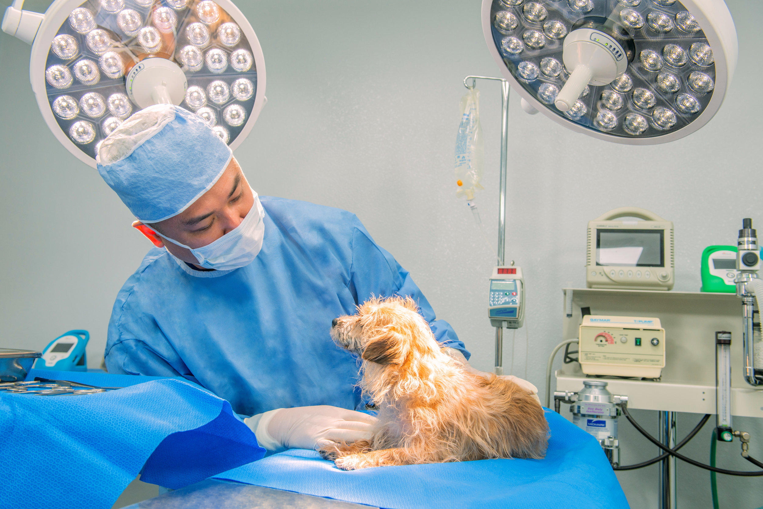 nearest pet er