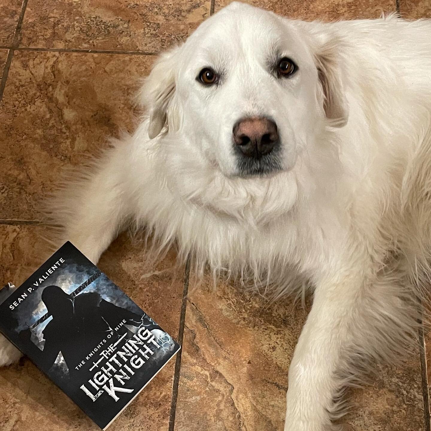 Snowbelle says it&rsquo;s time to curl up with a good book. 10/10 very good girls would recommend.