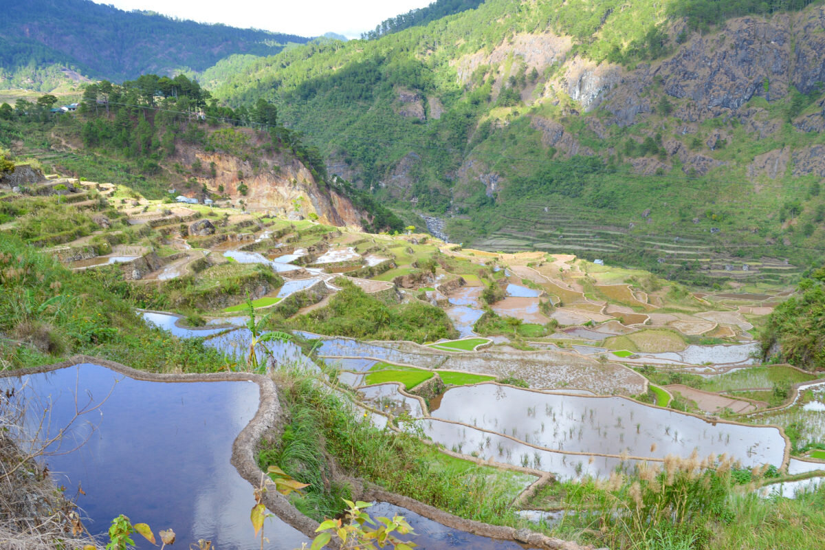 Rice terraces in the Cordillera region. Image by Karlston Lapniten