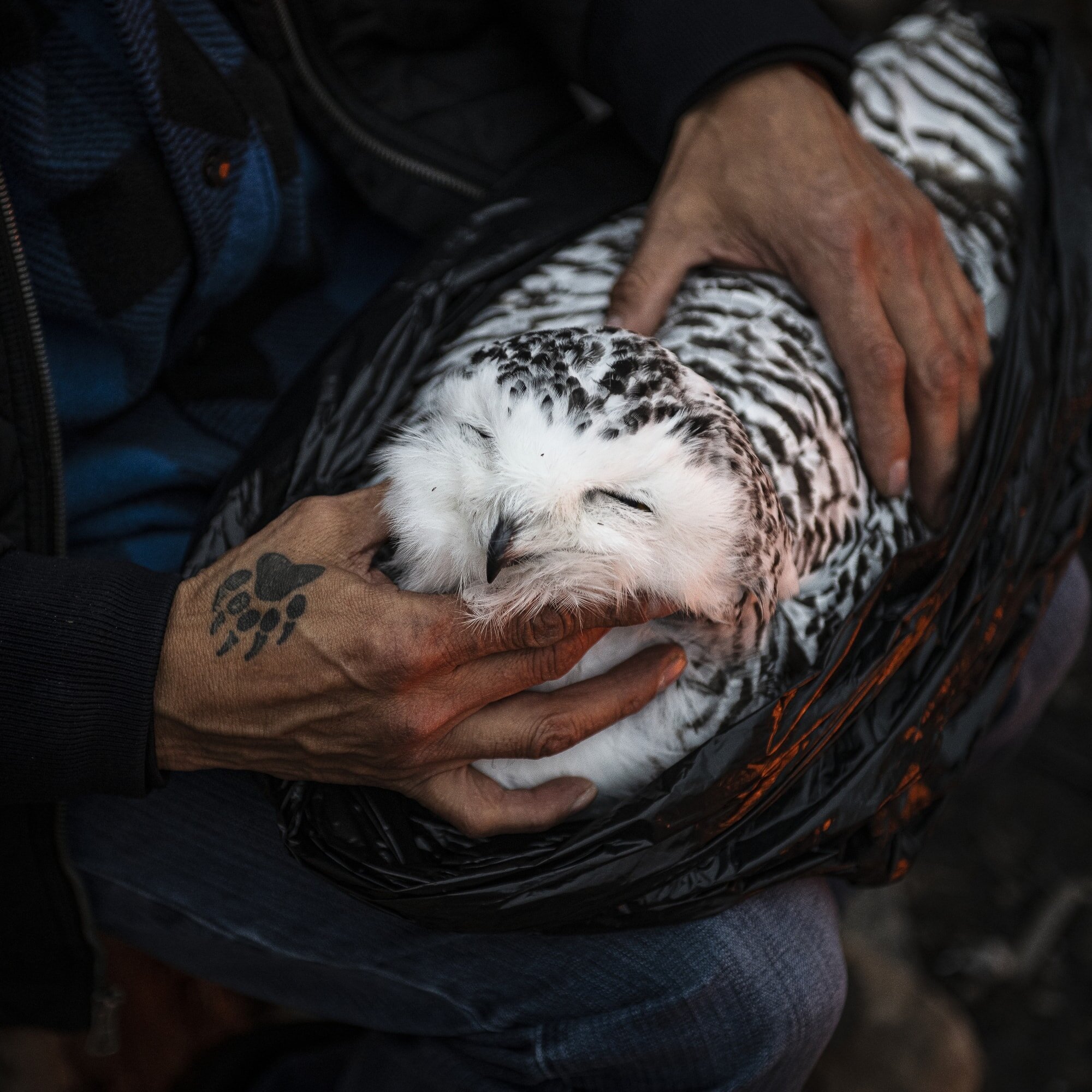 Indigenous spiritual teacher Allen Keeper holds a dead snowy owl that was found near the base of the Long Spruce dam. Snowy owls are a sacred animal to the Cree people and Keeper planned to use the creature’s feathers for ceremonial purposes.