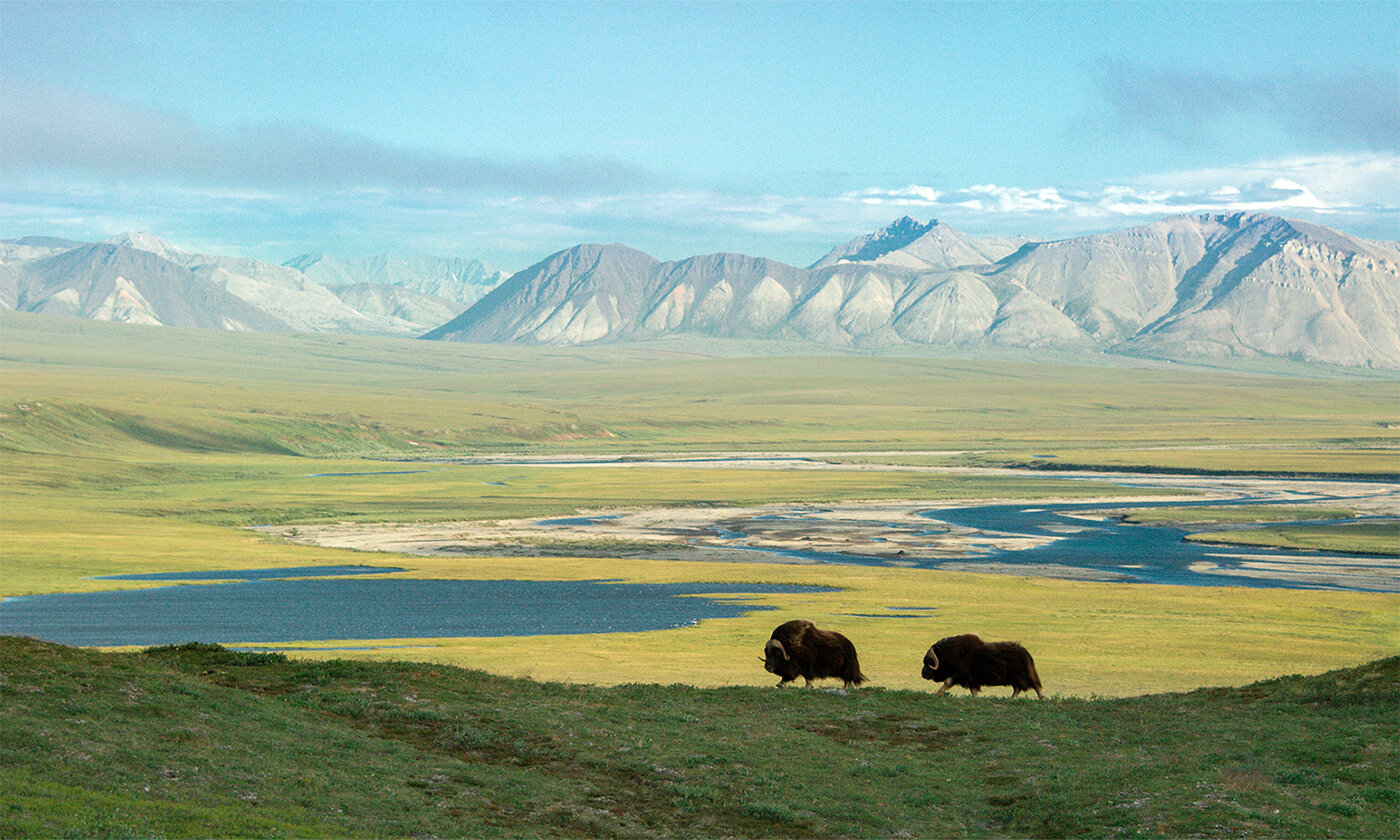 The Arctic National Wildlife Refuge is the most biodiverse landscape in the circumpolar arctic, and is one of the most pristine ecosystems left on the planet. Photo by Florian Schulz/ProtectTheArctic.org.
