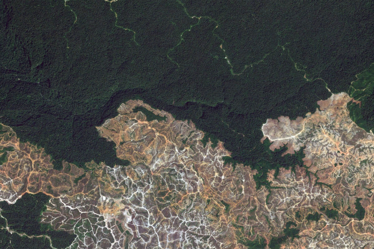 Satellite image showing large-scale forest clearance in Sarawak in 2013. Courtesy of Google Earth.