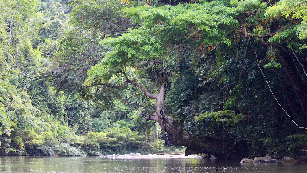 The Selungo River in the Upper Baram Peace Park area in May 2021. Image credit: The Borneo Project