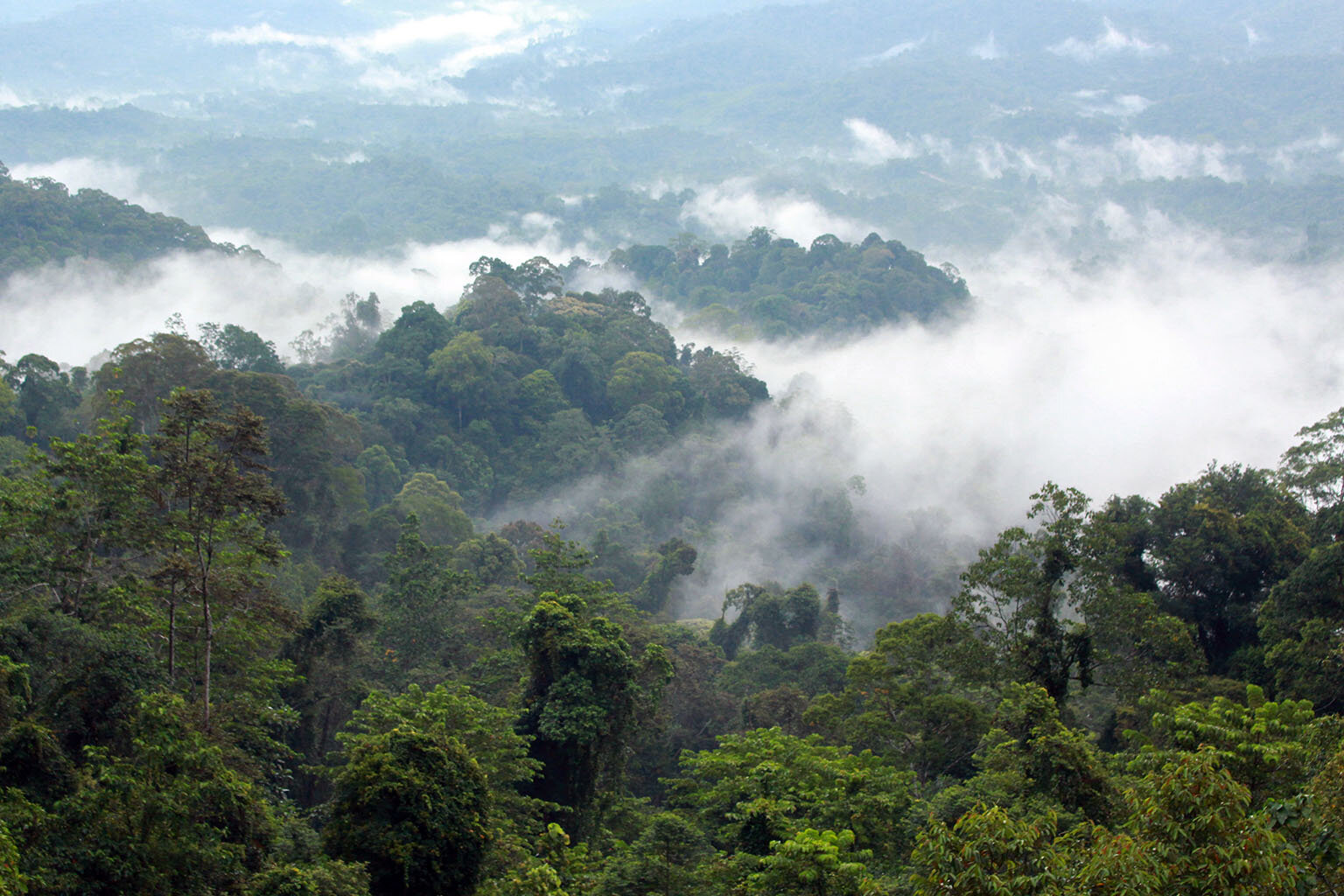 Rainforest in the Baram Peace Park area in November 2019. The Baram Peace Park – or Taman Damai Baram – is an Indigenous community-led initiative that aims to protect primary rainforests in the upper Baram river basin near the border with Indonesia. Photo credit: The Borneo Project.