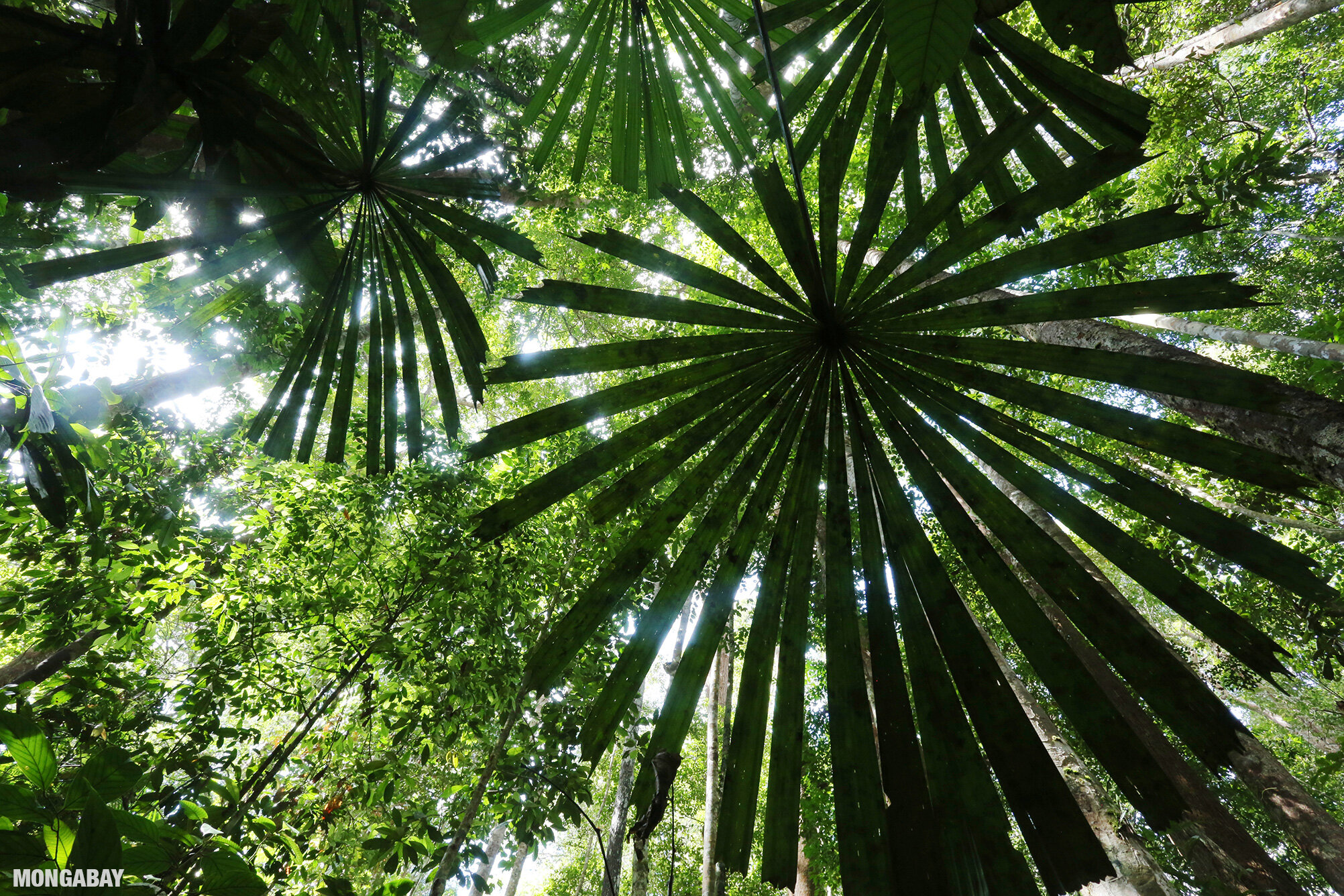 Rainforest in Sarawak, Malaysia. Photo by Rhett A. Butler.