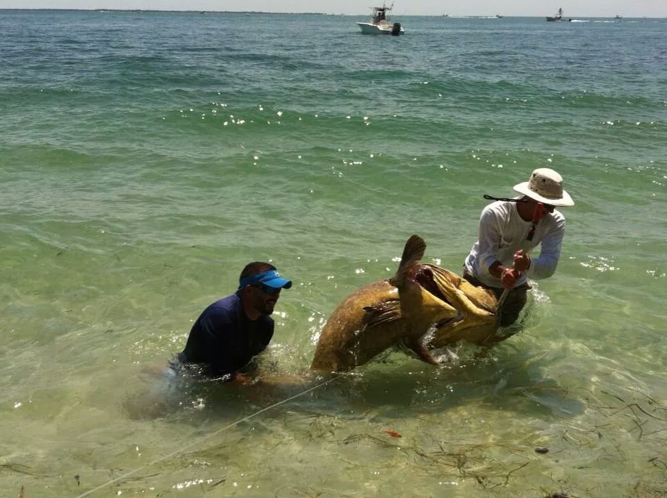Goliath Grouper Fishing Charters Action.png