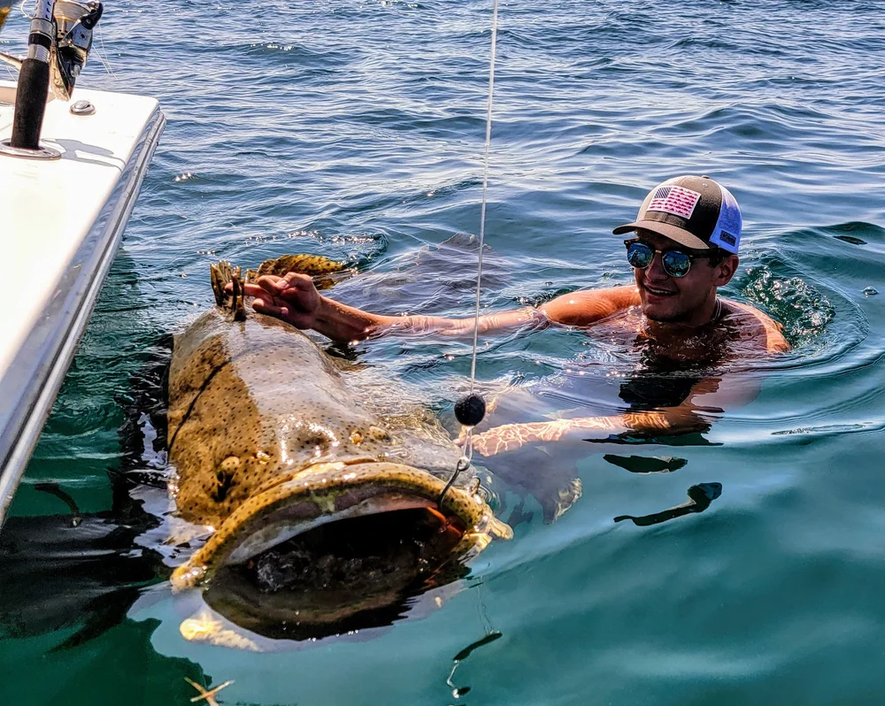Goliath grouper boatside before release off Captiva Island