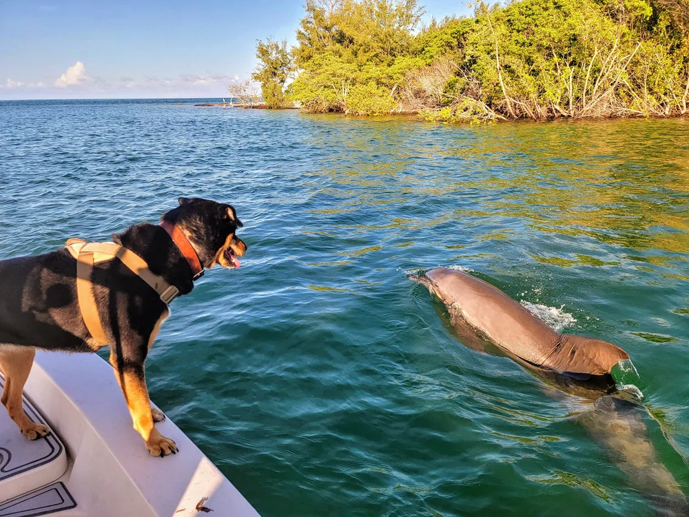 Capt. Cliff's dog Lucy watching a dolphin on a Captiva charter