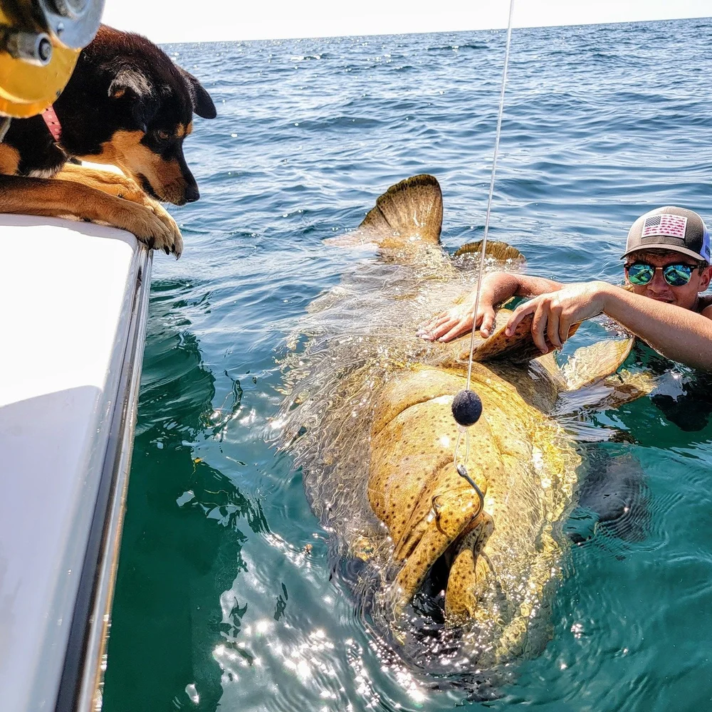 Goliath grouper released boatside on a Sanibel & Captiva fishing charter