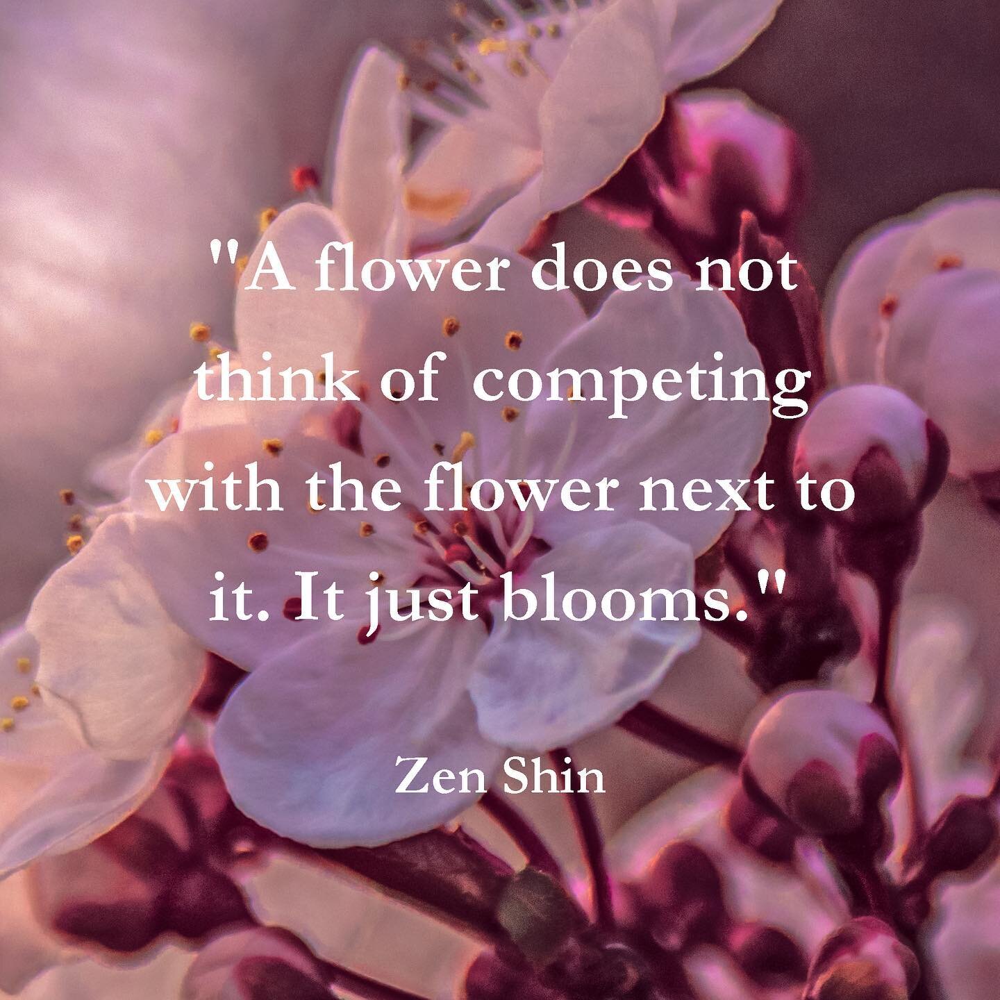 [#motivationalmonday]
&ldquo;A flower does not think of competing with the flower next to it. It just blooms.&rdquo; &ndash; Zen Shin
.
At one point or another in our lives, we all compare ourselves to other people: &ldquo;They&rsquo;re better at thi