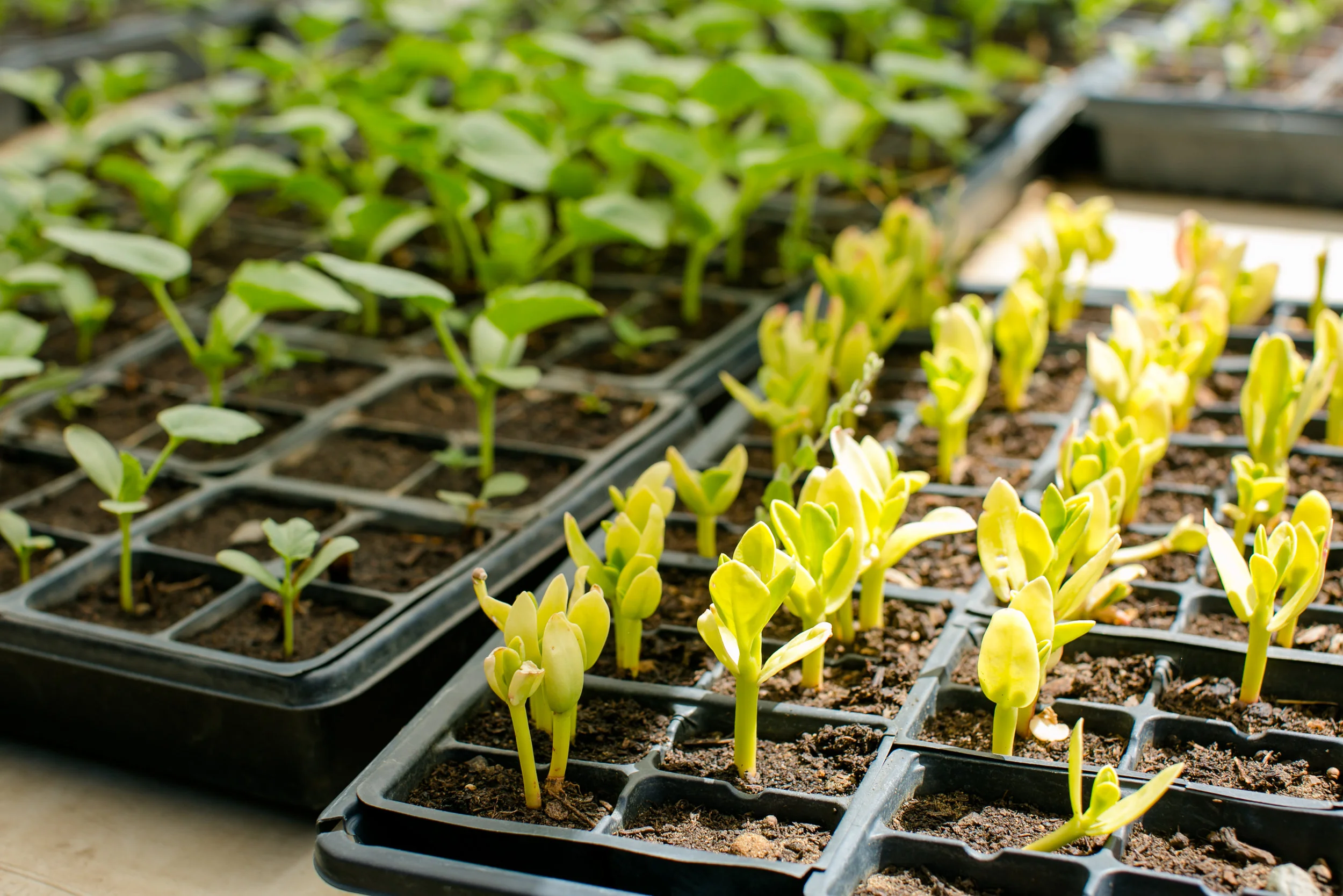 KTA_NamuFarm_Seedlings_PC-Katelyn-Tucker.jpg