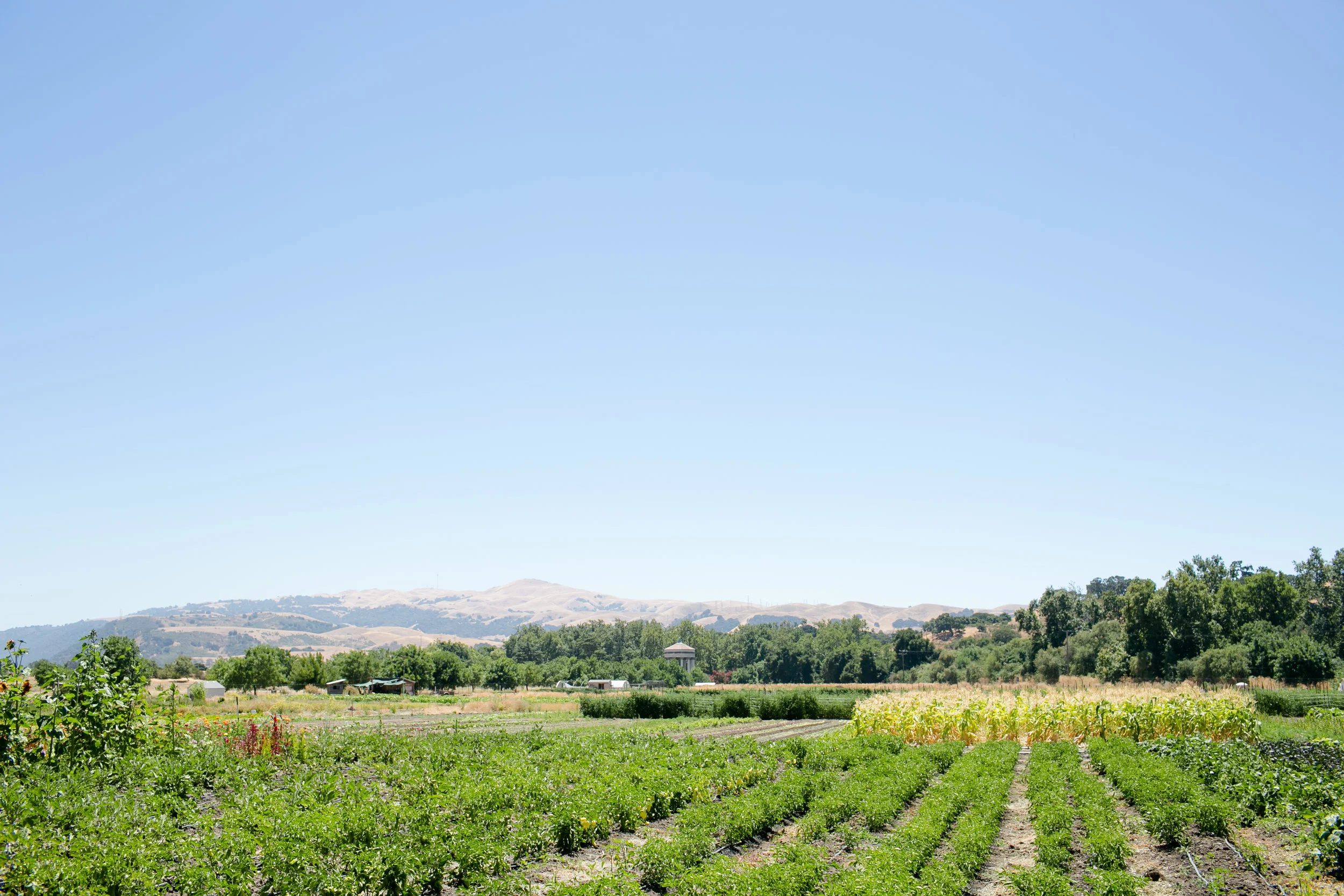 KTA_NamuFarm_Sunol_PC-Katelyn-Tucker.jpg