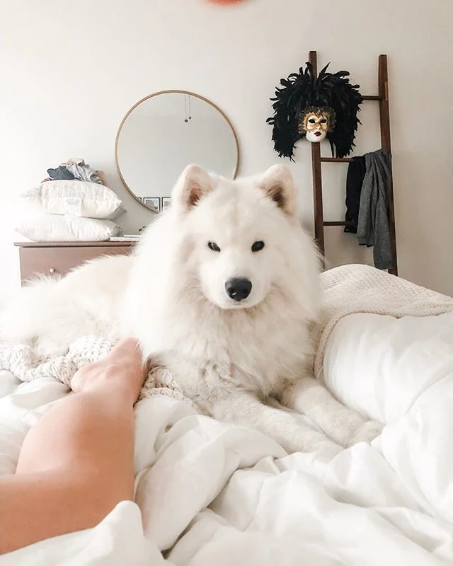 MY FURBABY IS FOUR!! 🥳🥳 Timmy boy... you are just the happiest, silliest, most beautiful creature I&rsquo;ve ever known! Oh how I cherish every smile you put on our faces! I love you my gigantic fluff ball ❤️😘❤️😘❤️😘❤️😘 @stoanmaslev #samoyed #do