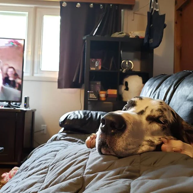 All this rain may have you tired like our Husick's pup, but he doesn't want you to forget that we have Trivia tonight at 6pm!
Josh got 2nd place last week so first place this week is a $40 gift card! On top of that we have the Wheel Of beer and other specials.