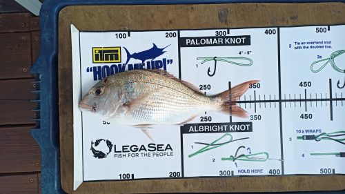Clement's snapper catch