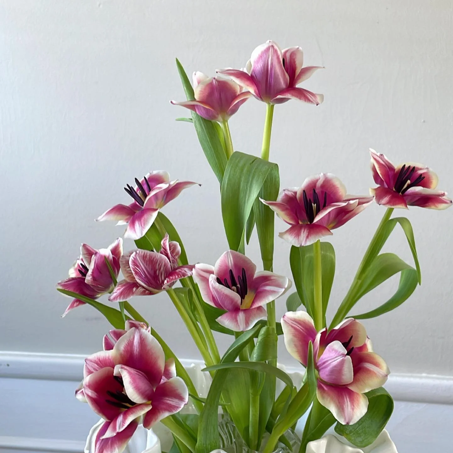 This one was just for me🌷🥰 #tulips