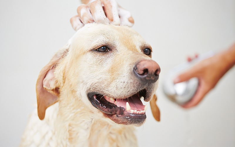 dog-bath.jpg