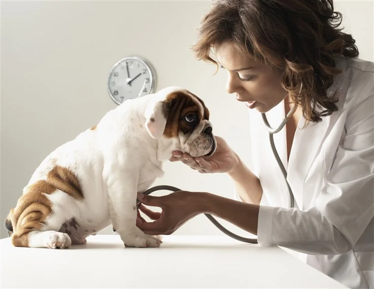stock-dog-vet-today-180120-inline-01_4a141657c70a5c52ca1c954d799bd5d3.fit-760w.jpg